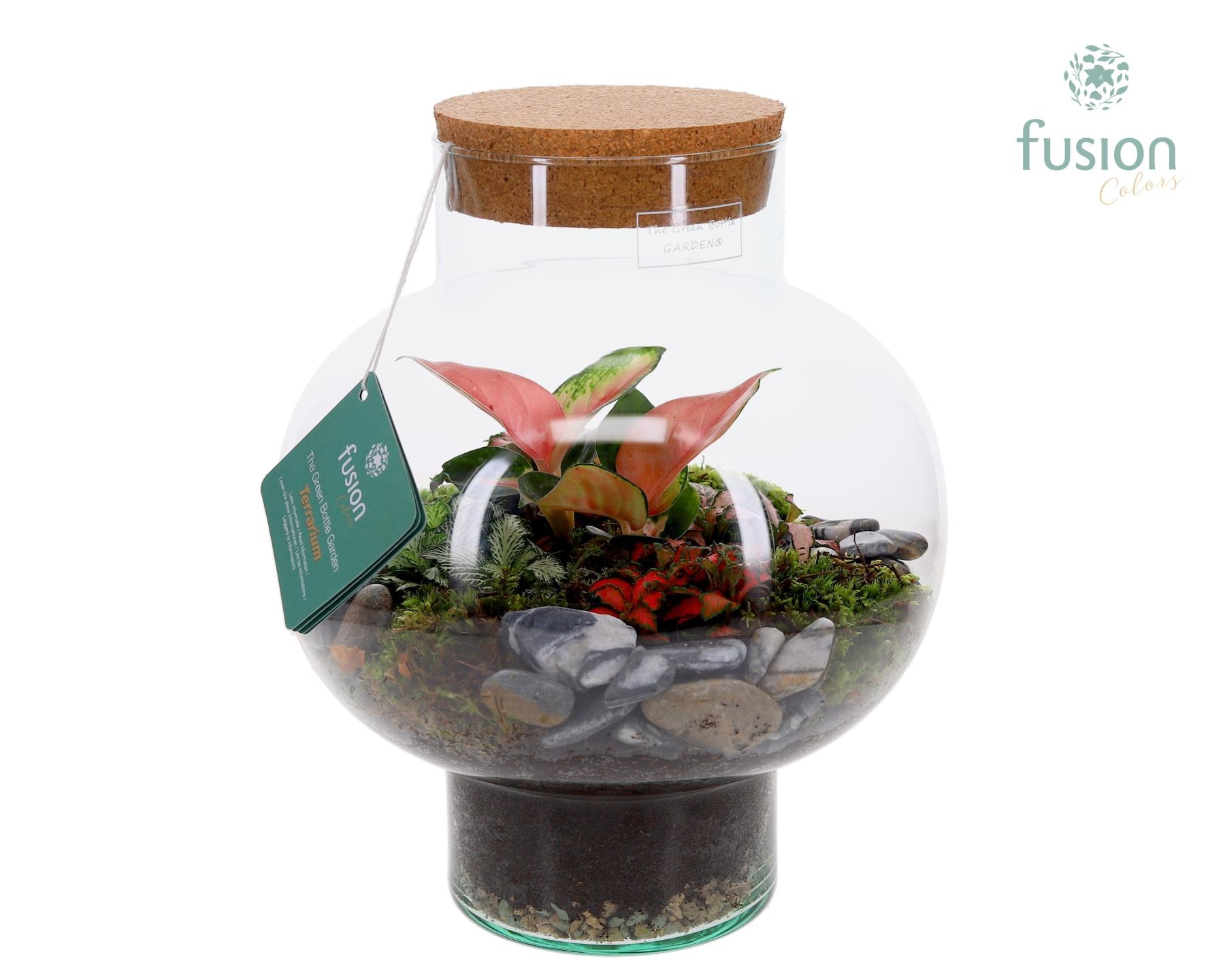 Green Bottle Laura Medium met Terrarium arrangement, D 26