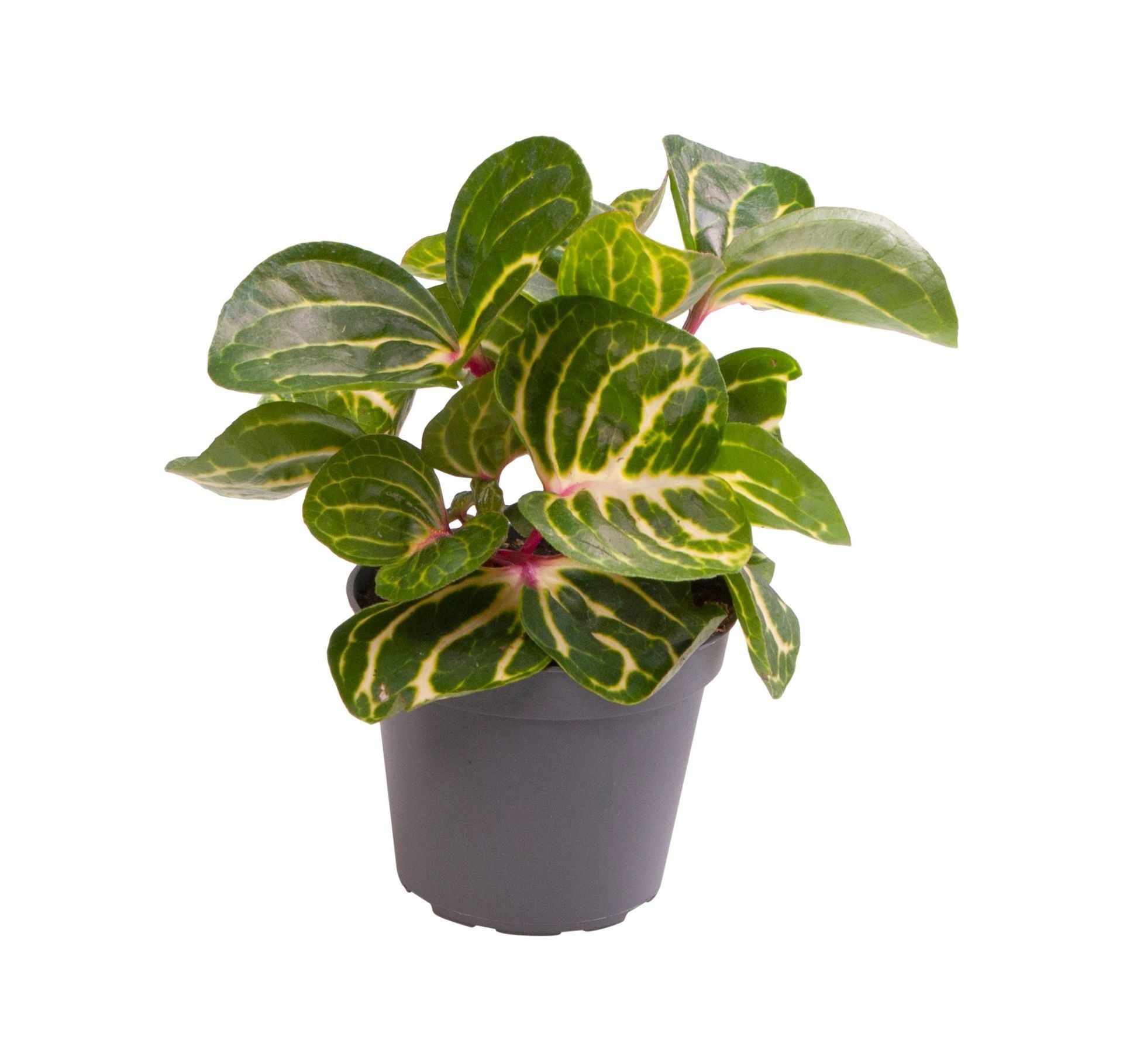 Iresine Herbstii, D 6