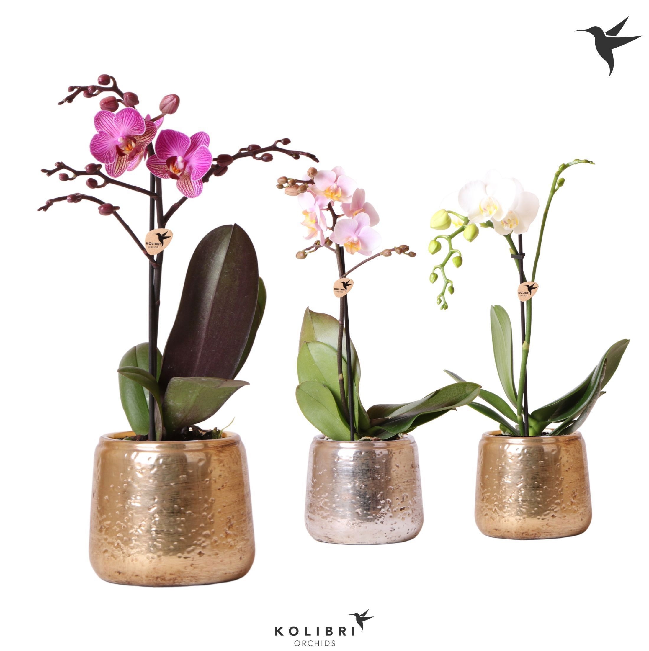 Kolibri Orchids Phalaenopsis Mix 1 spike in Luxury pot mix, D 9