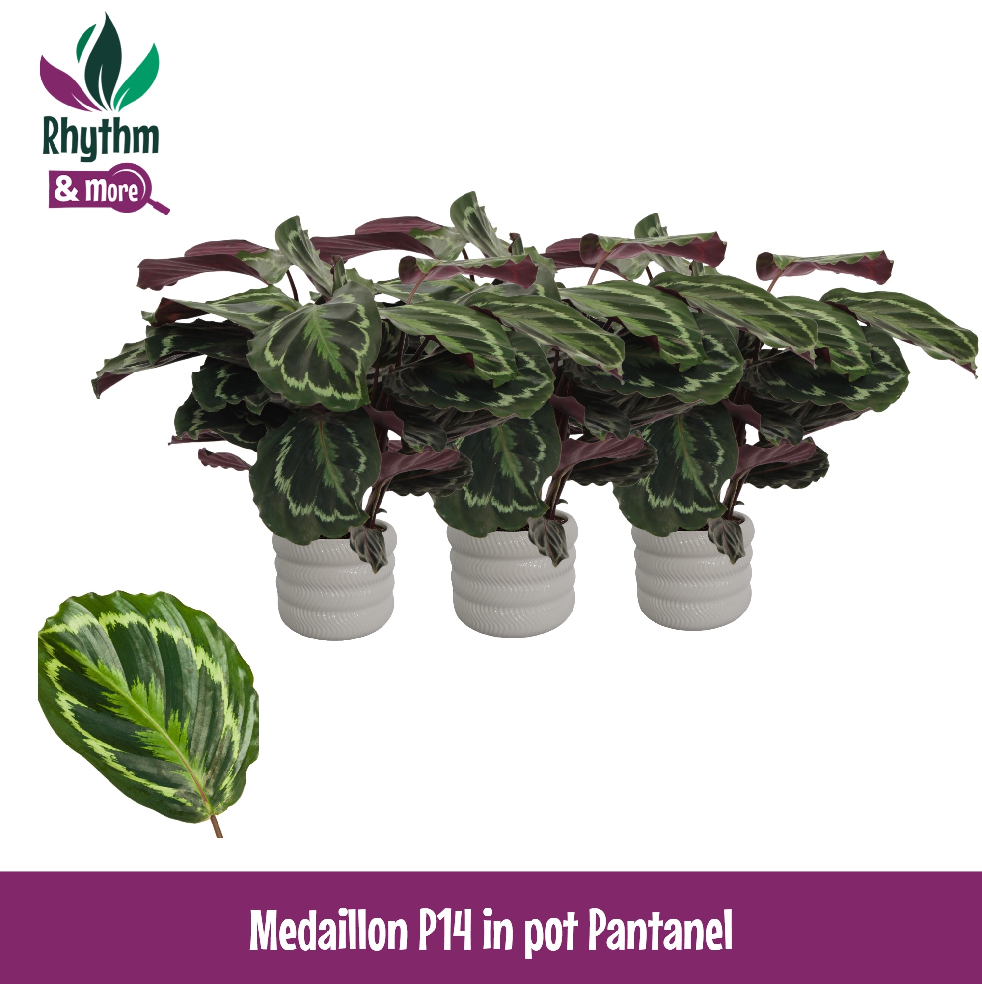 Calathea 14cm Medaillon in Pantanel Keramiek - Rhythm & More, D 14