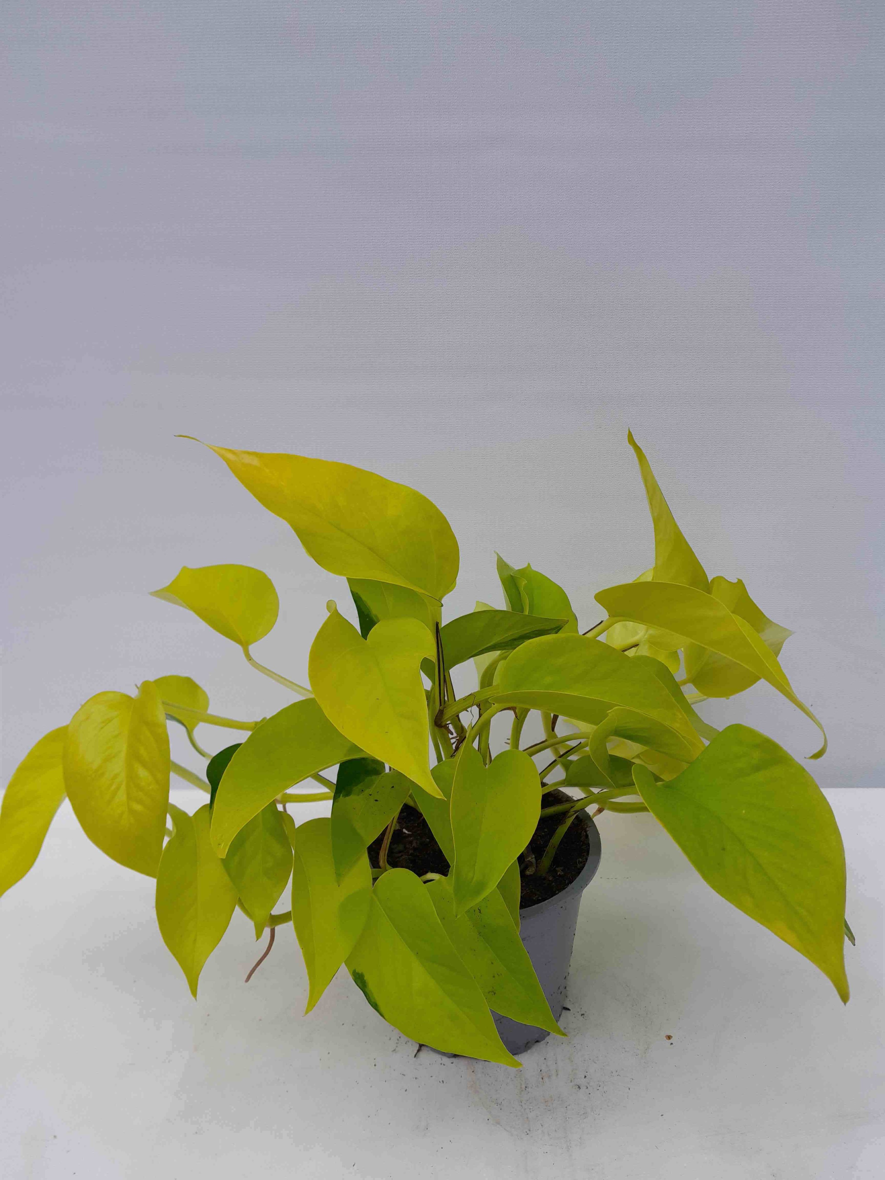 PHILODENDRON SCANDENS 'NEON', D 12