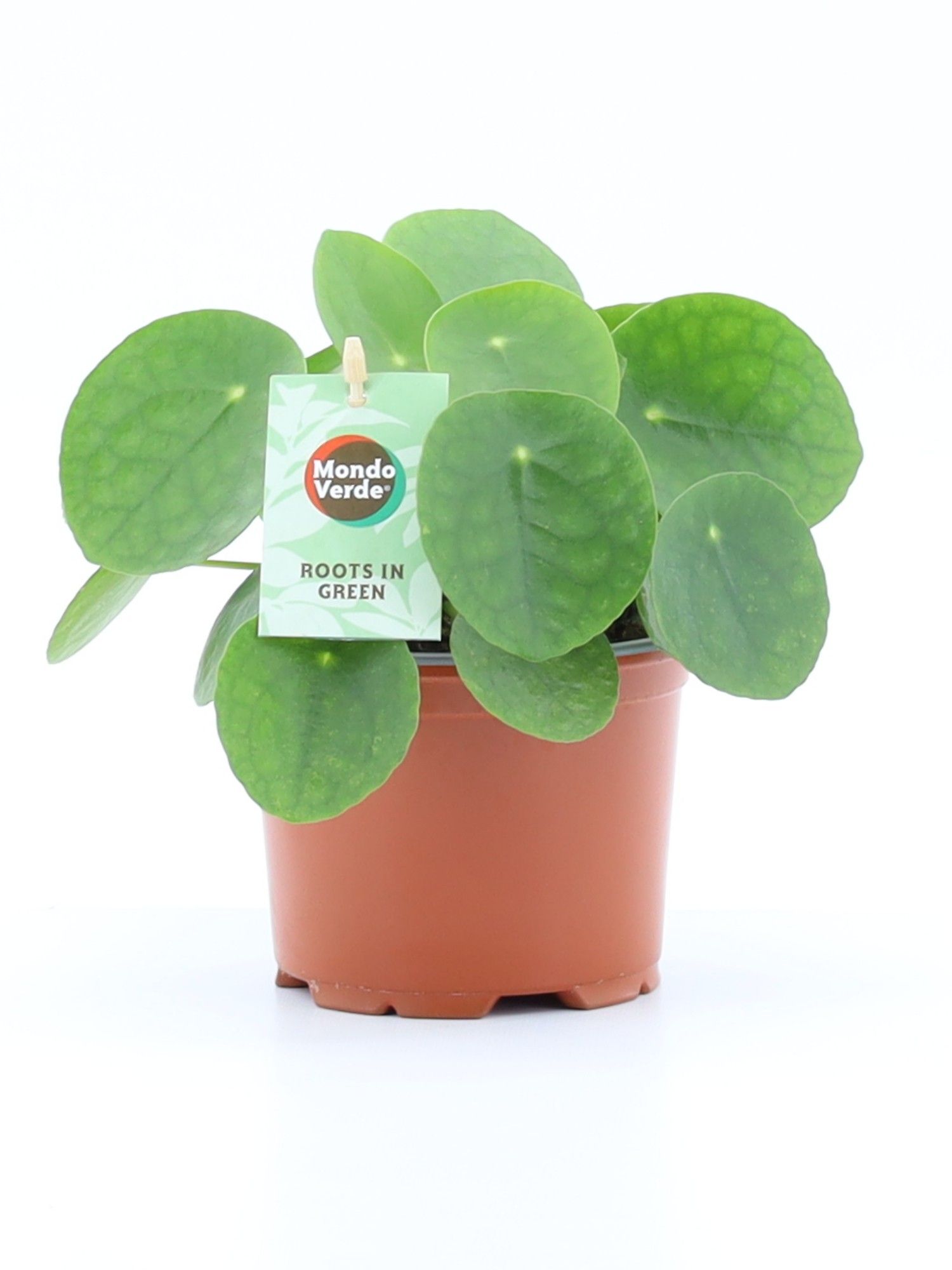 Pilea Peperomioides, D 12