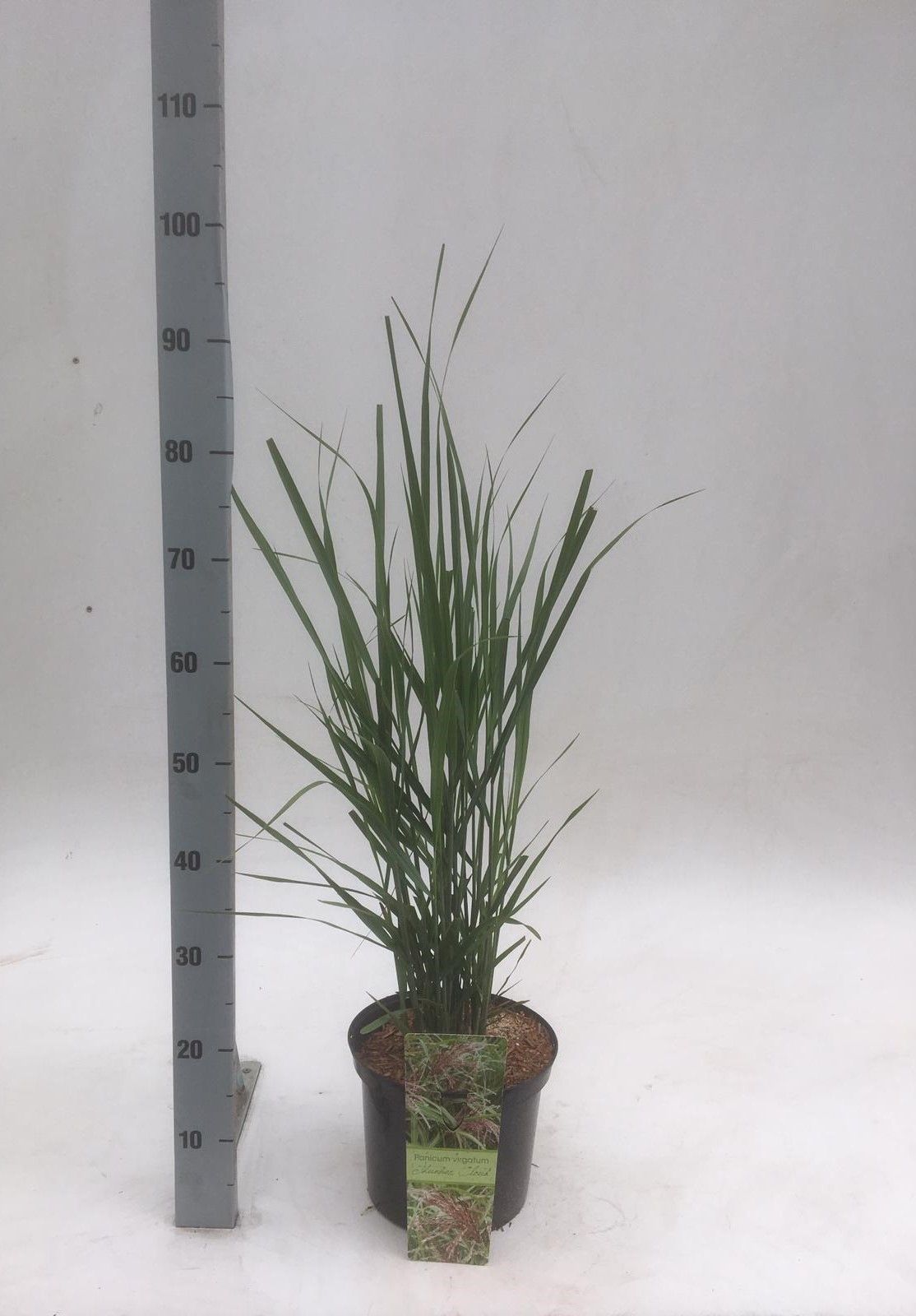 Panicum virgatum 'Thunder Cloud', D 23