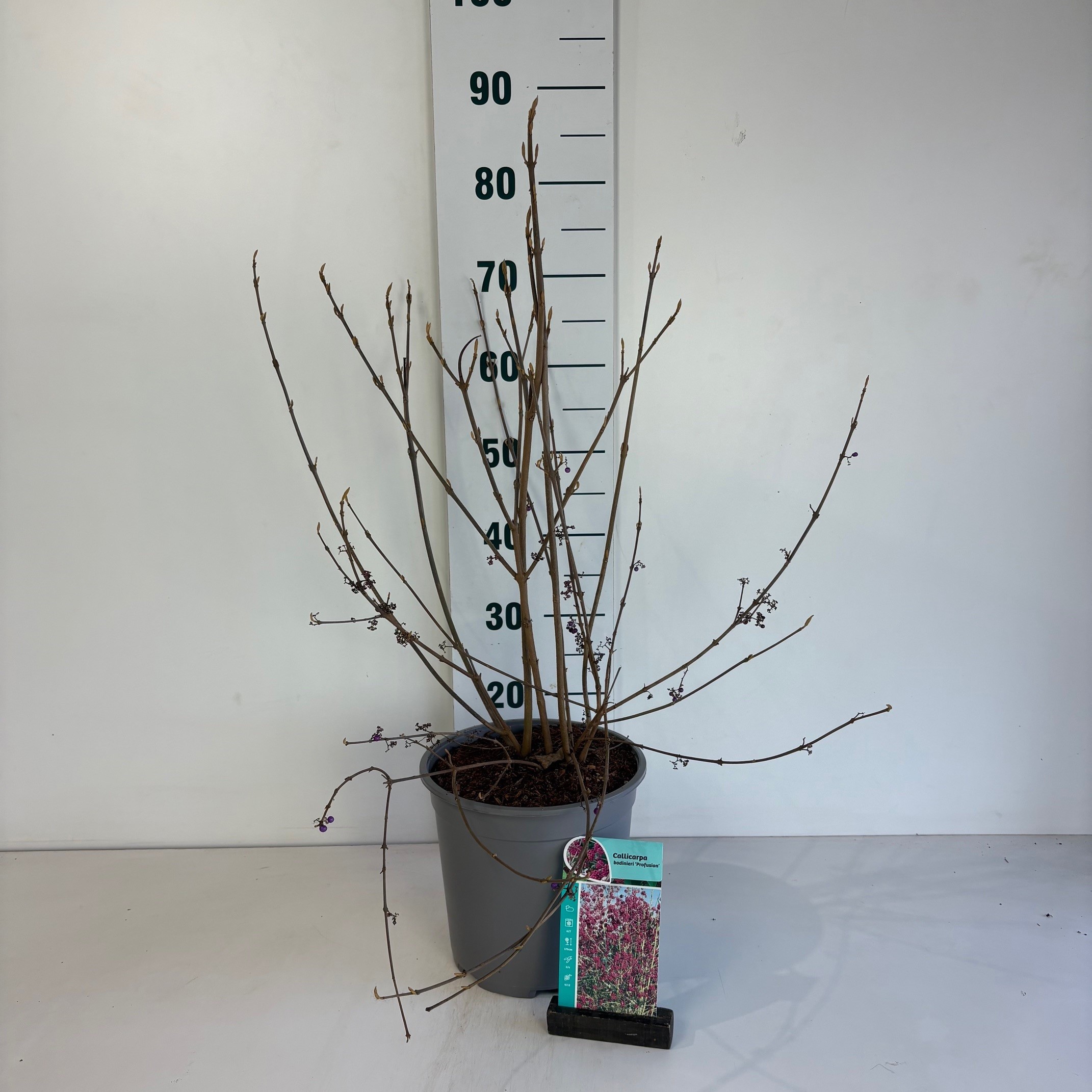 Callicarpa bodinieri Profusion, D 24