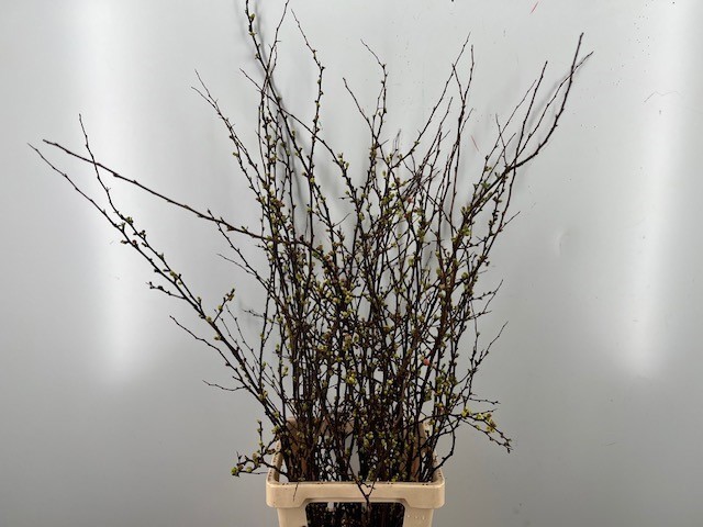 Хаеномелис Суперба 100, шт.