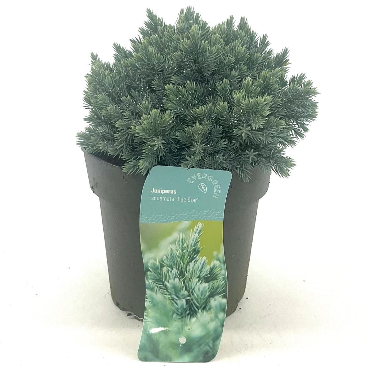 Juniperus squamata 'Blue Star', D 17