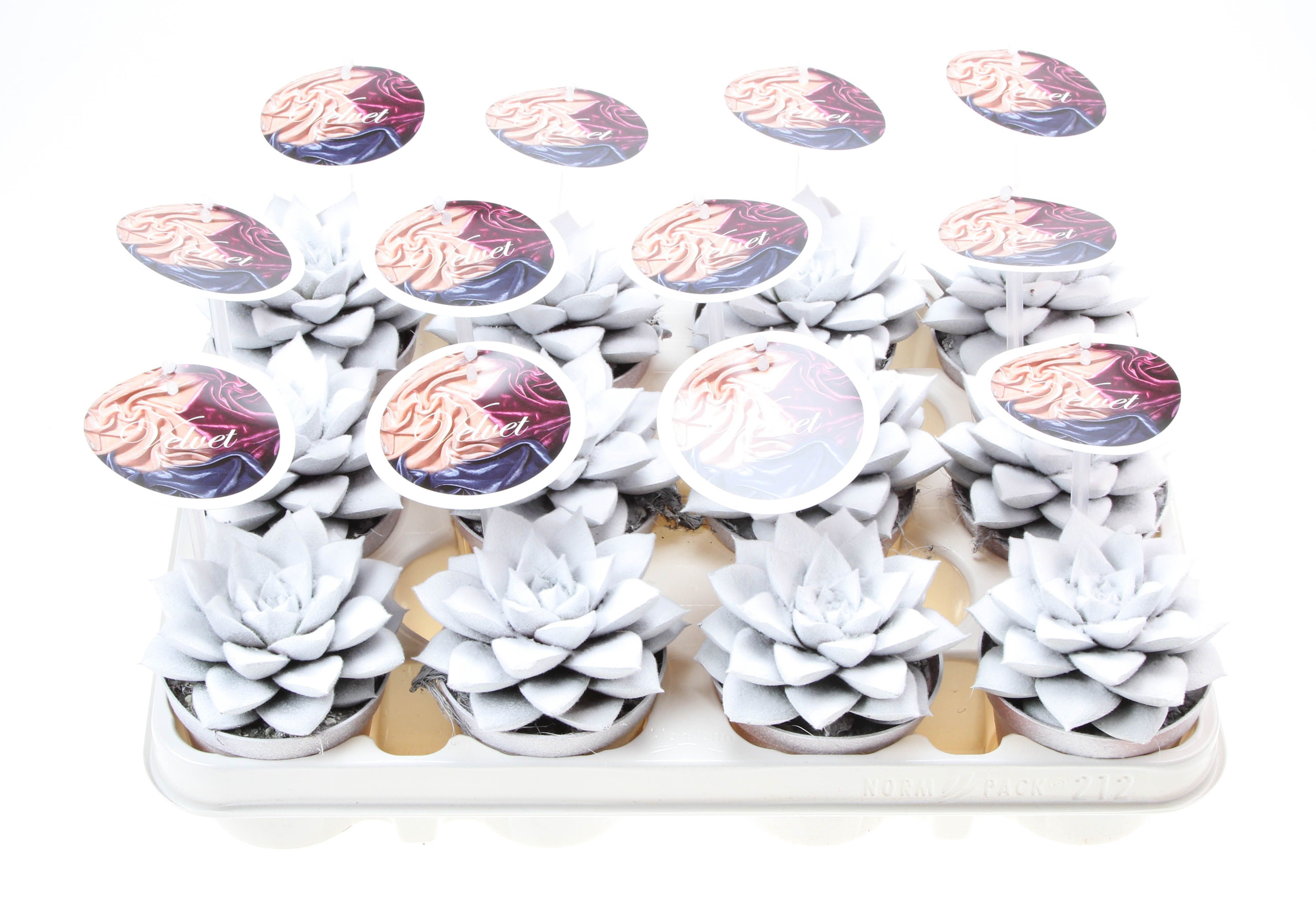 Velvet purper wit + etiket, D 8,5