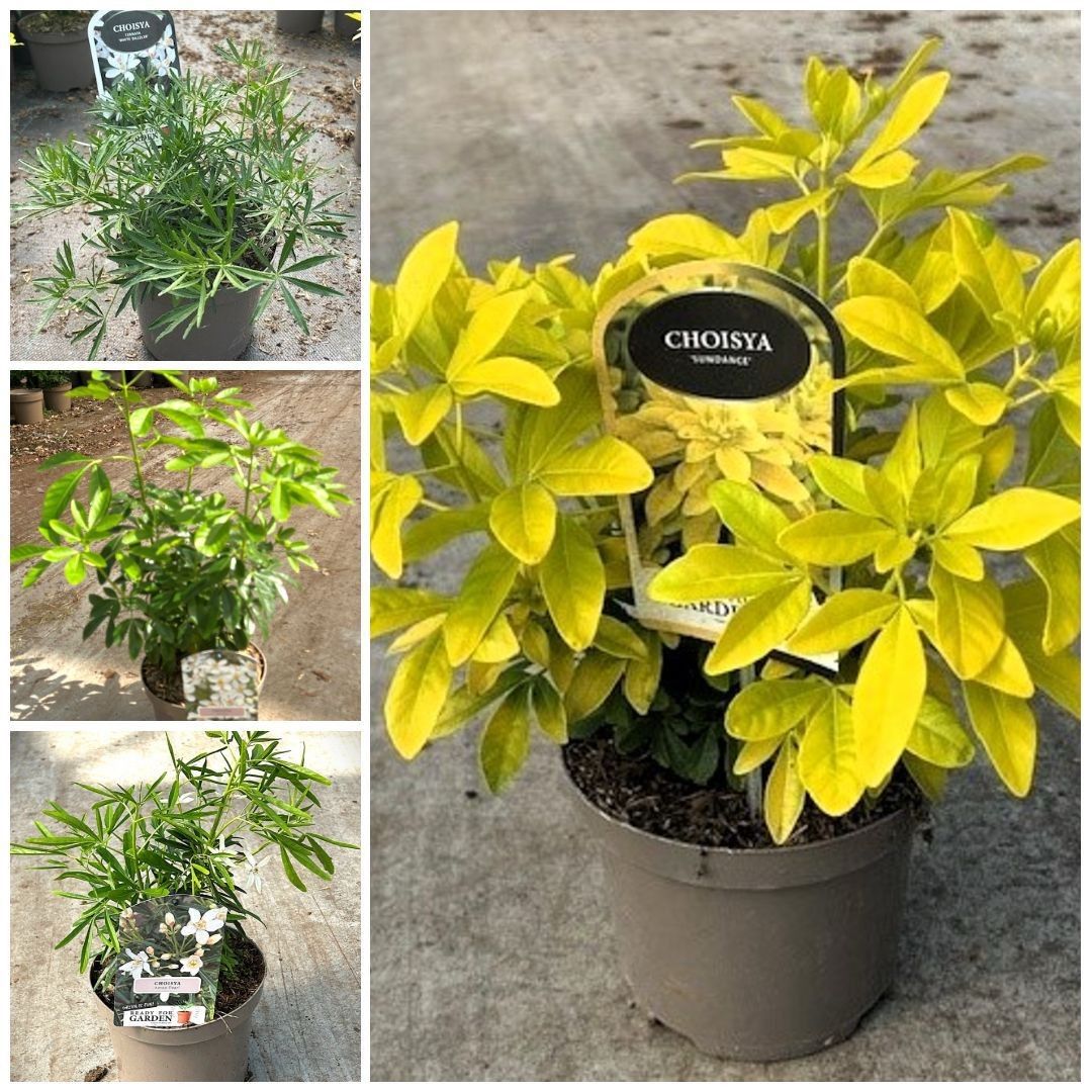 768 LDW : Pot 19 cm Choisya Sundance - Ternata - Aztec Pearl - White Dazzler, D 19