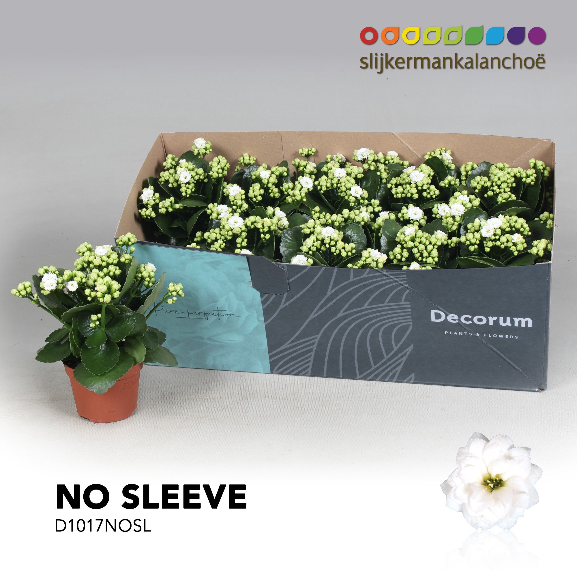 Kalanchoe No Sleeve - White, D 10,5