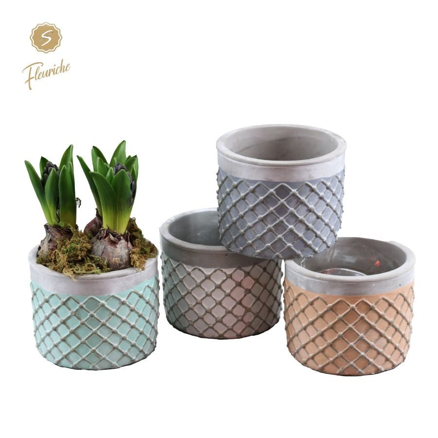 (3942) Hyacint Lloret de Mar 3PP Mos, D 13