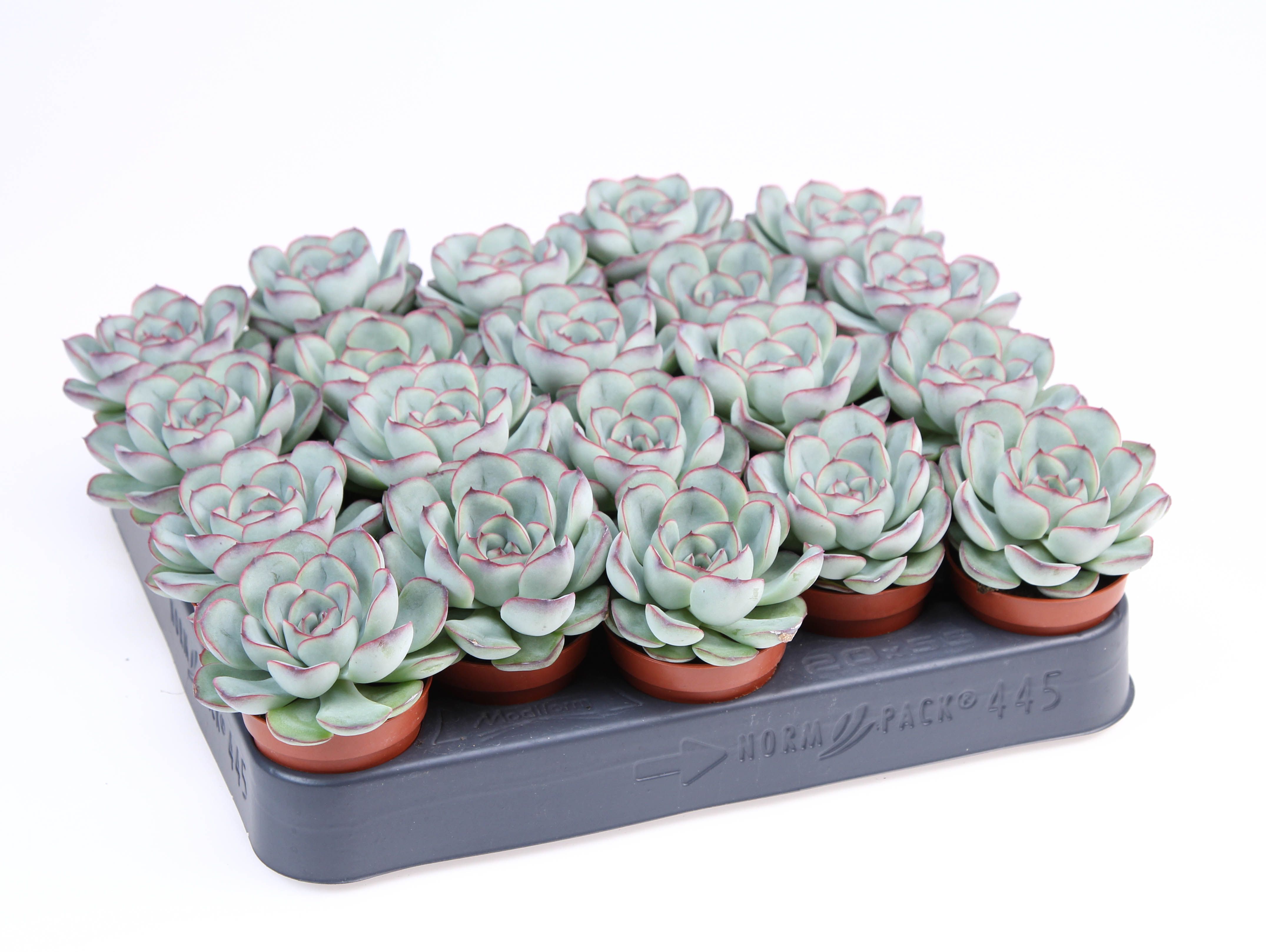 Echeveria pelucida, D 5,5