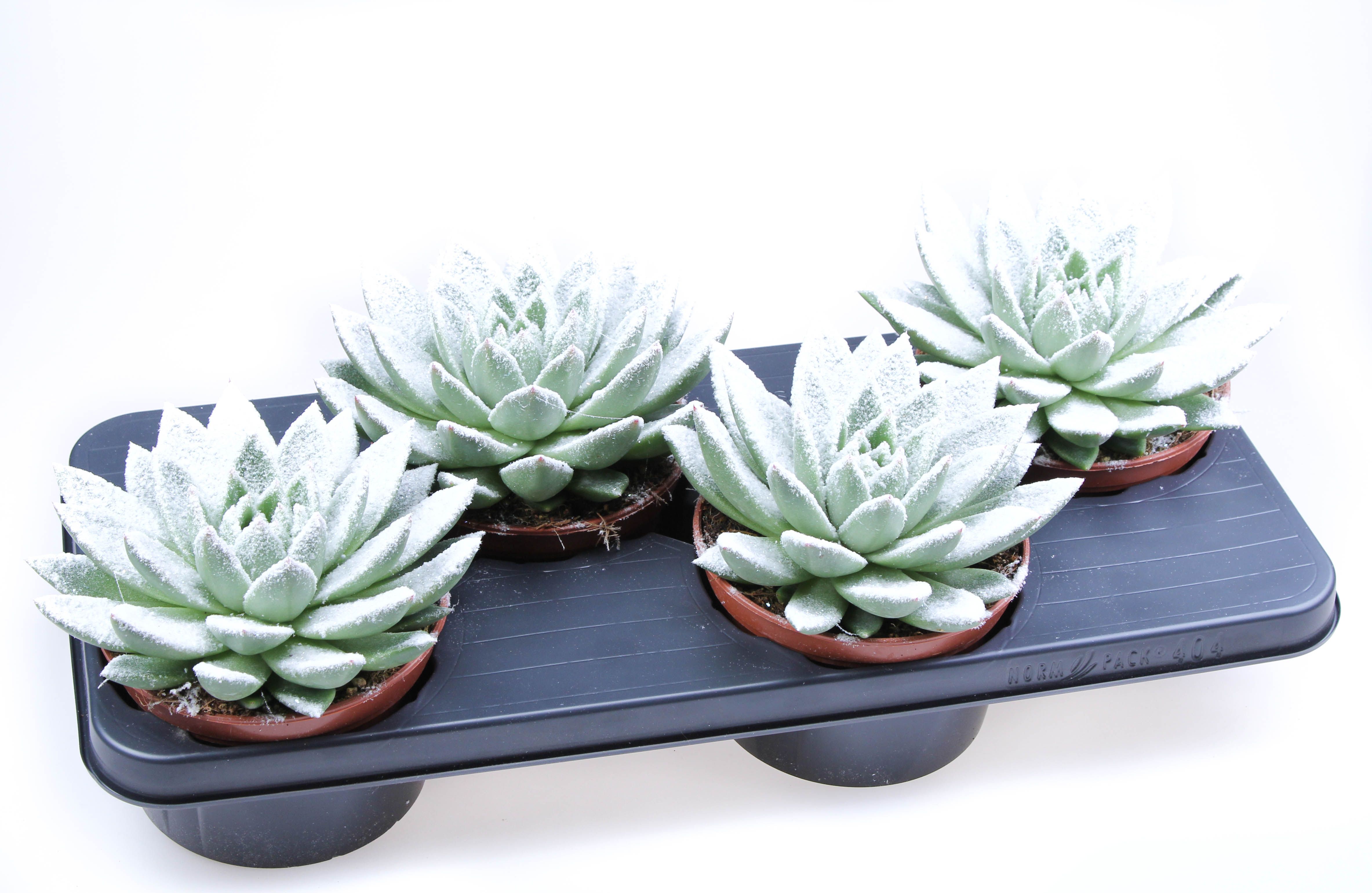 Miranda + bio snow, D 15