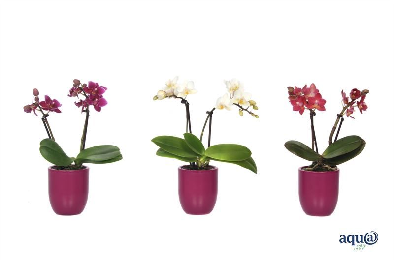 Hugo p06 cyclame Tiny Dolls mix 2T10+ Aqu@, D 6