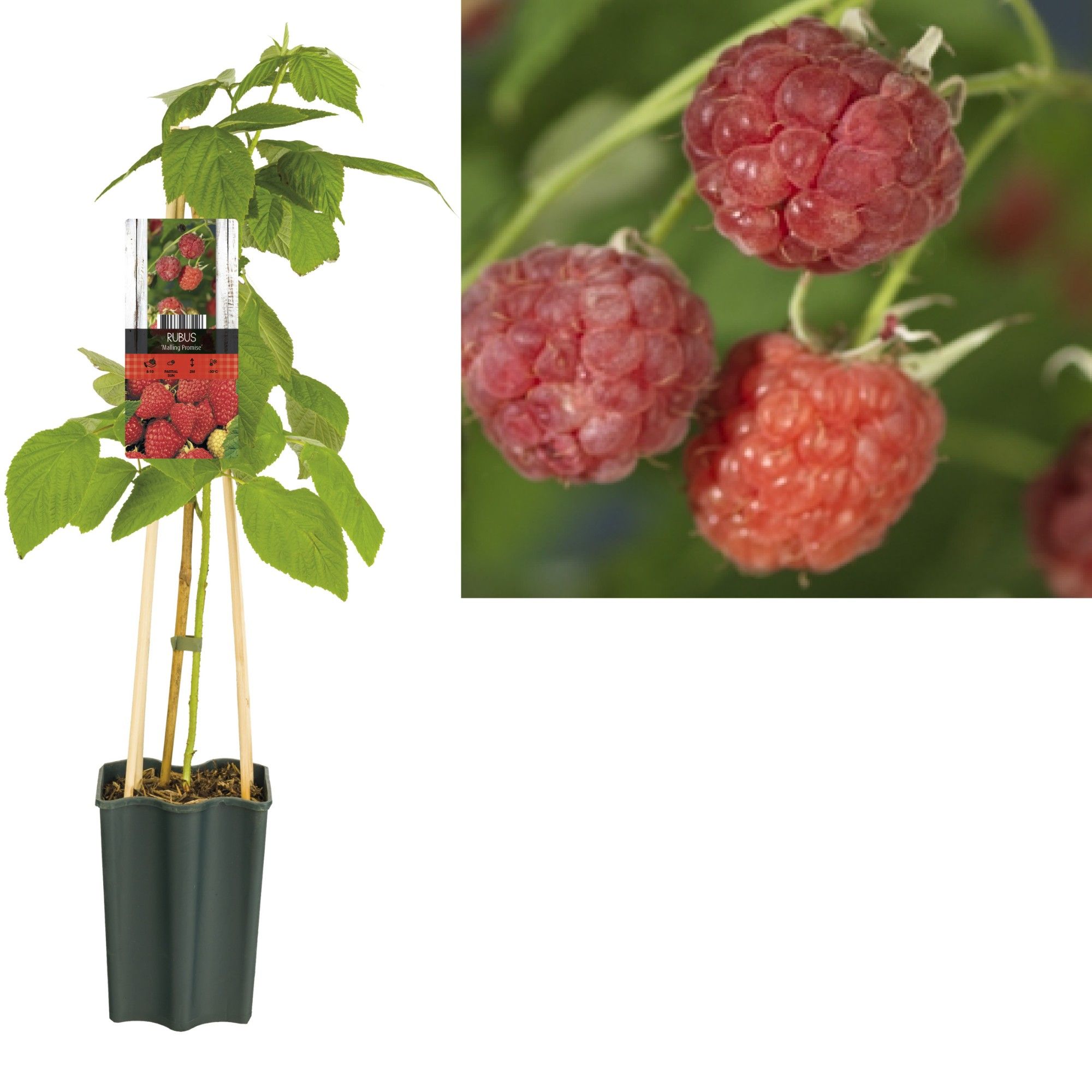 Rubus 'Malling Promise' +light label, D 15