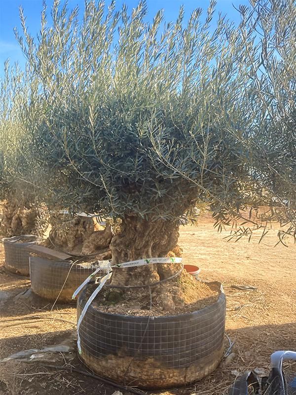 Olea europaea (280-340), D 120