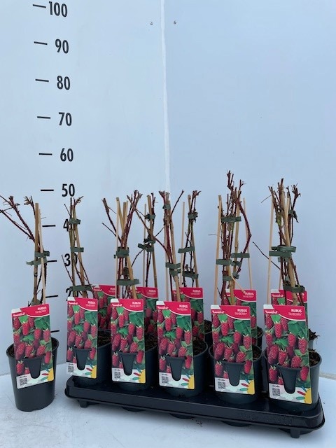 Rubus Tayberry, D 12