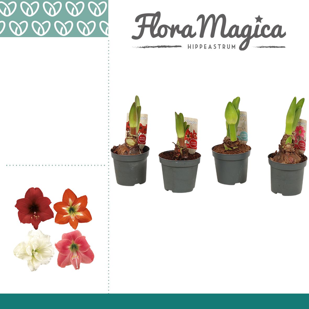 Amaryllis Kolibri Mix 2 Knop, D 9
