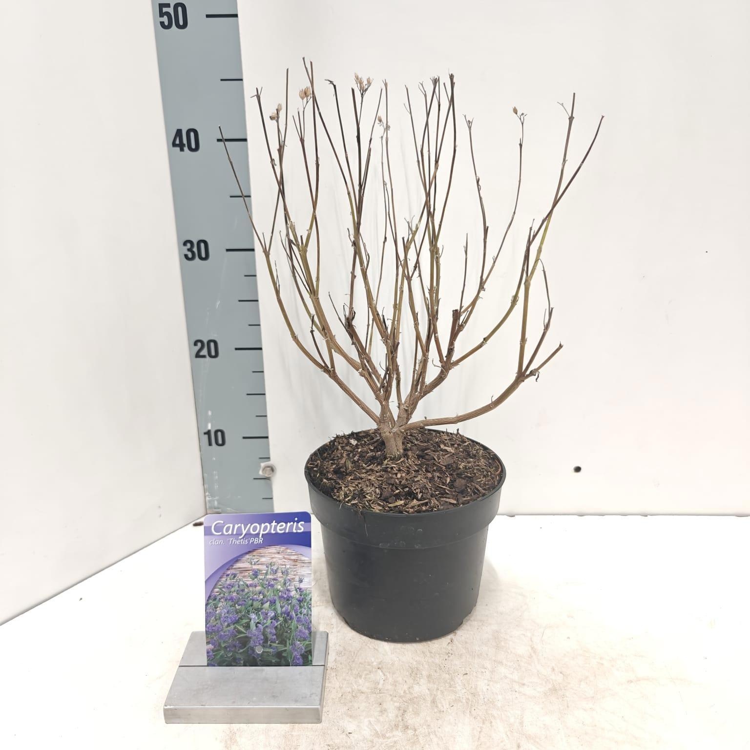 Caryopteris cland. 'Thetis' PBR, D 17