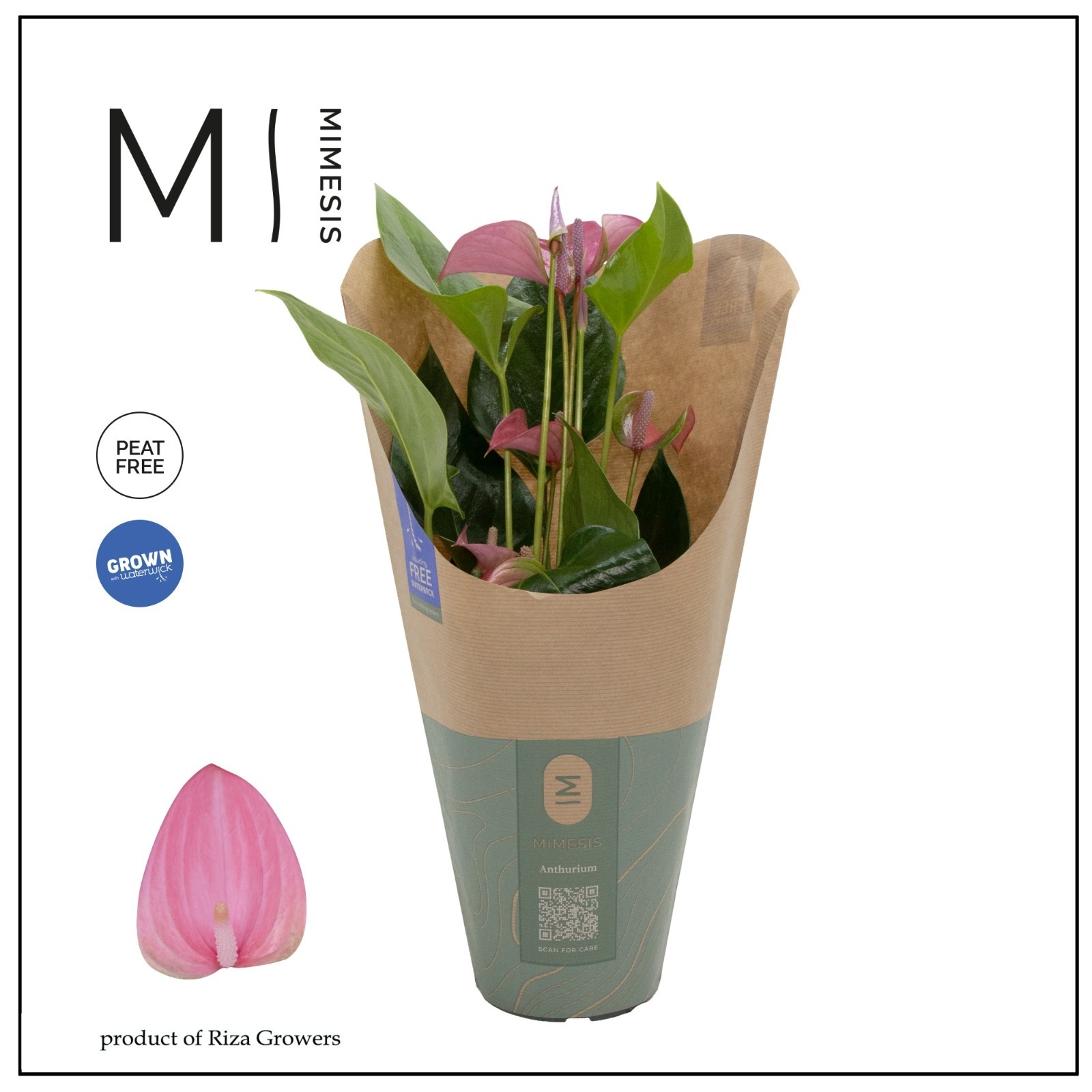 Anthurium - KARMA Joli | 12cm | ECO/KRAFT SLEEVE, D 12