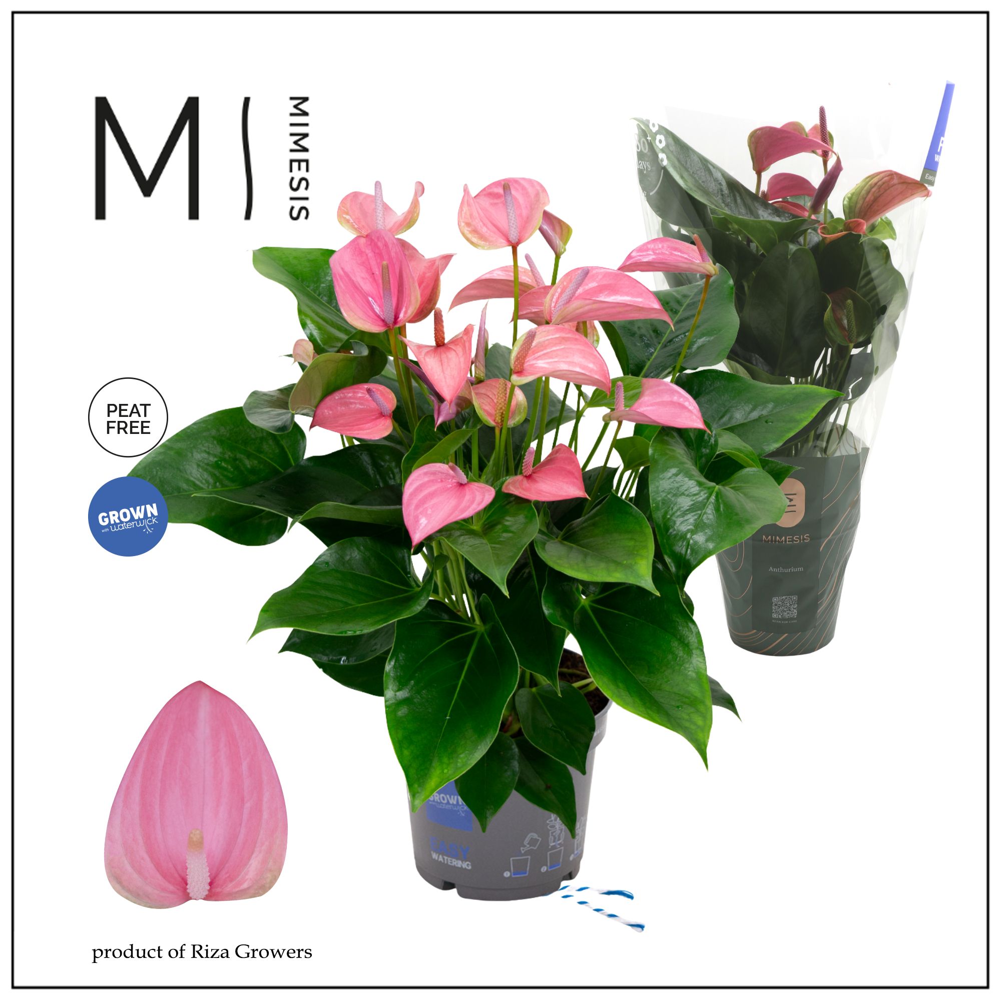Mimesis Anthurium KARMA Joli - 17cm, D 17
