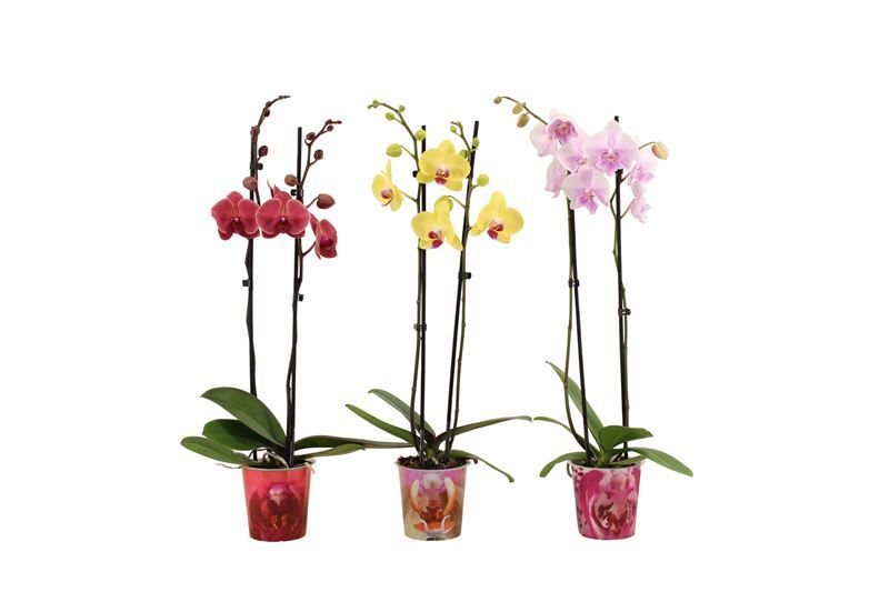 Potcover p12 Phal mix 2T14+, D 12