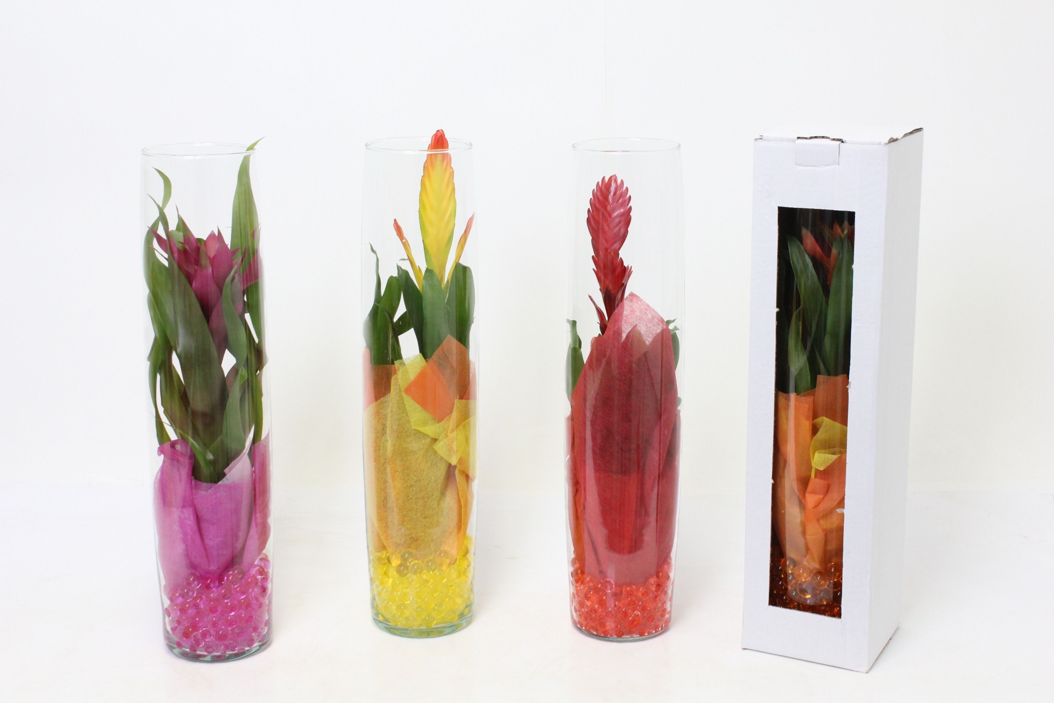 Bromelia in Glazen Cilinder 50, D 15