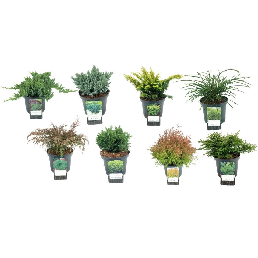 Coniferen mixlaag C2.5 8x3 stuks, D 18