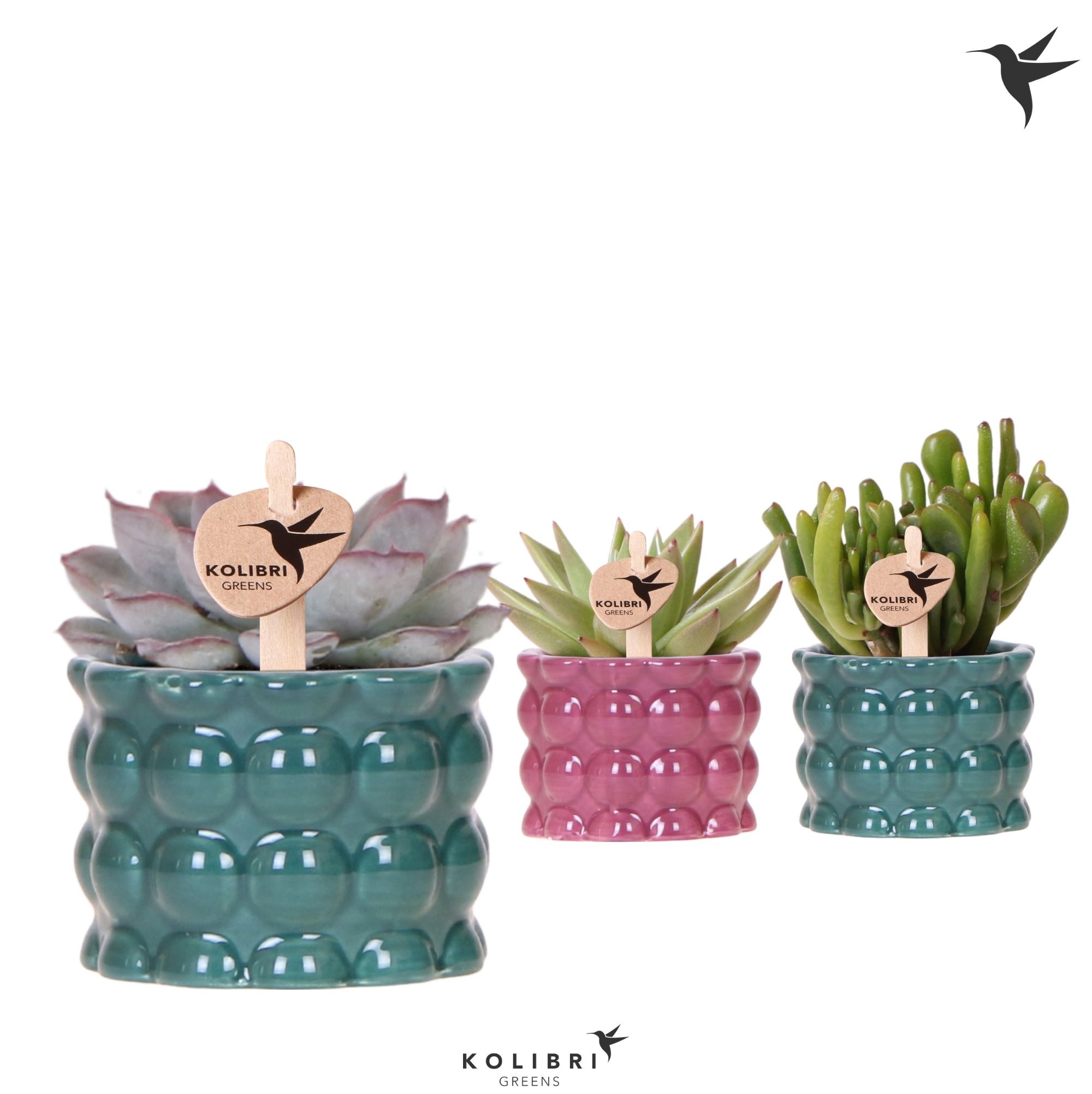 Kolibri Greens Succulenten mix in Cotton pot green mix, D 6