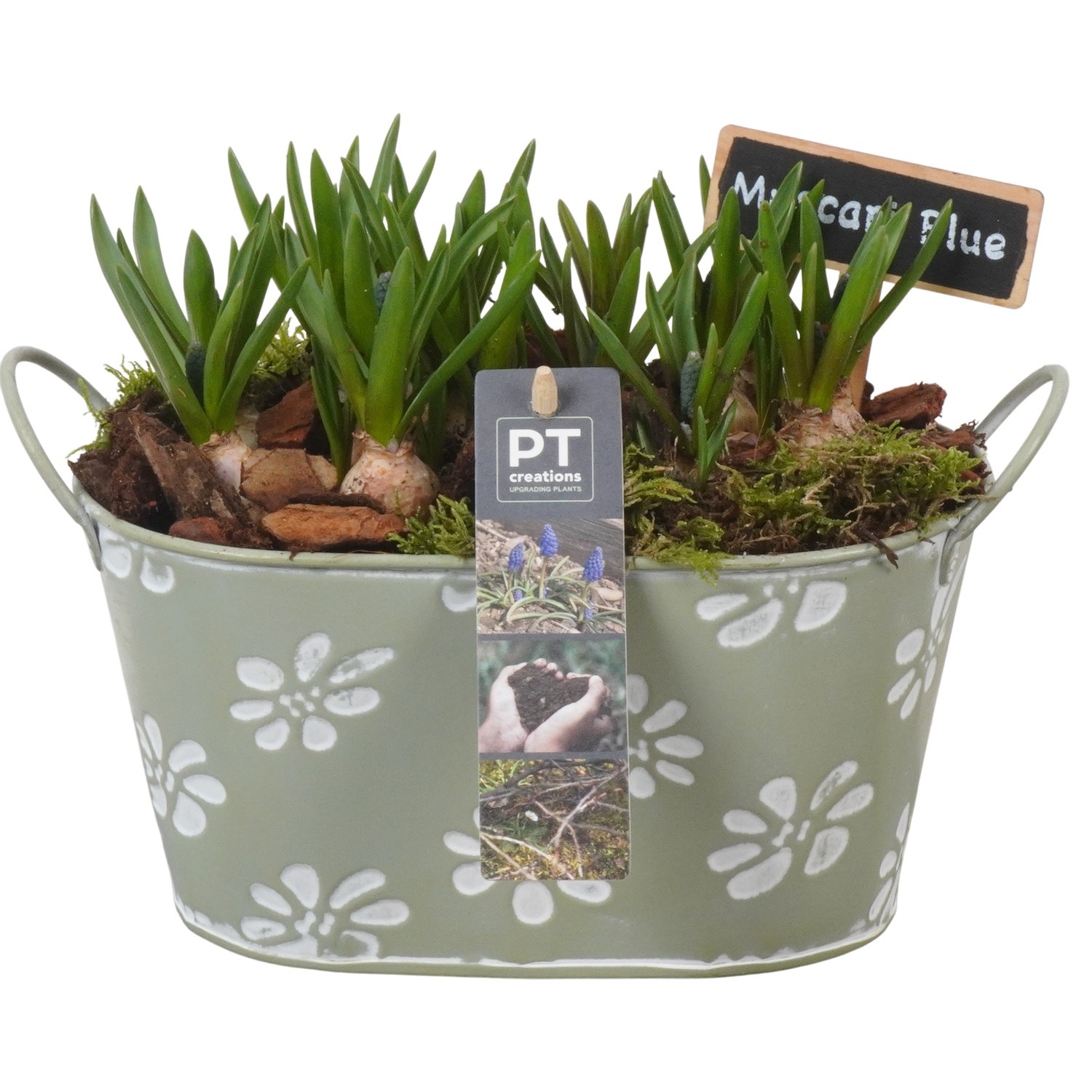 PTMB6157 Arrangement Muscari Blue in zink pot, D 20