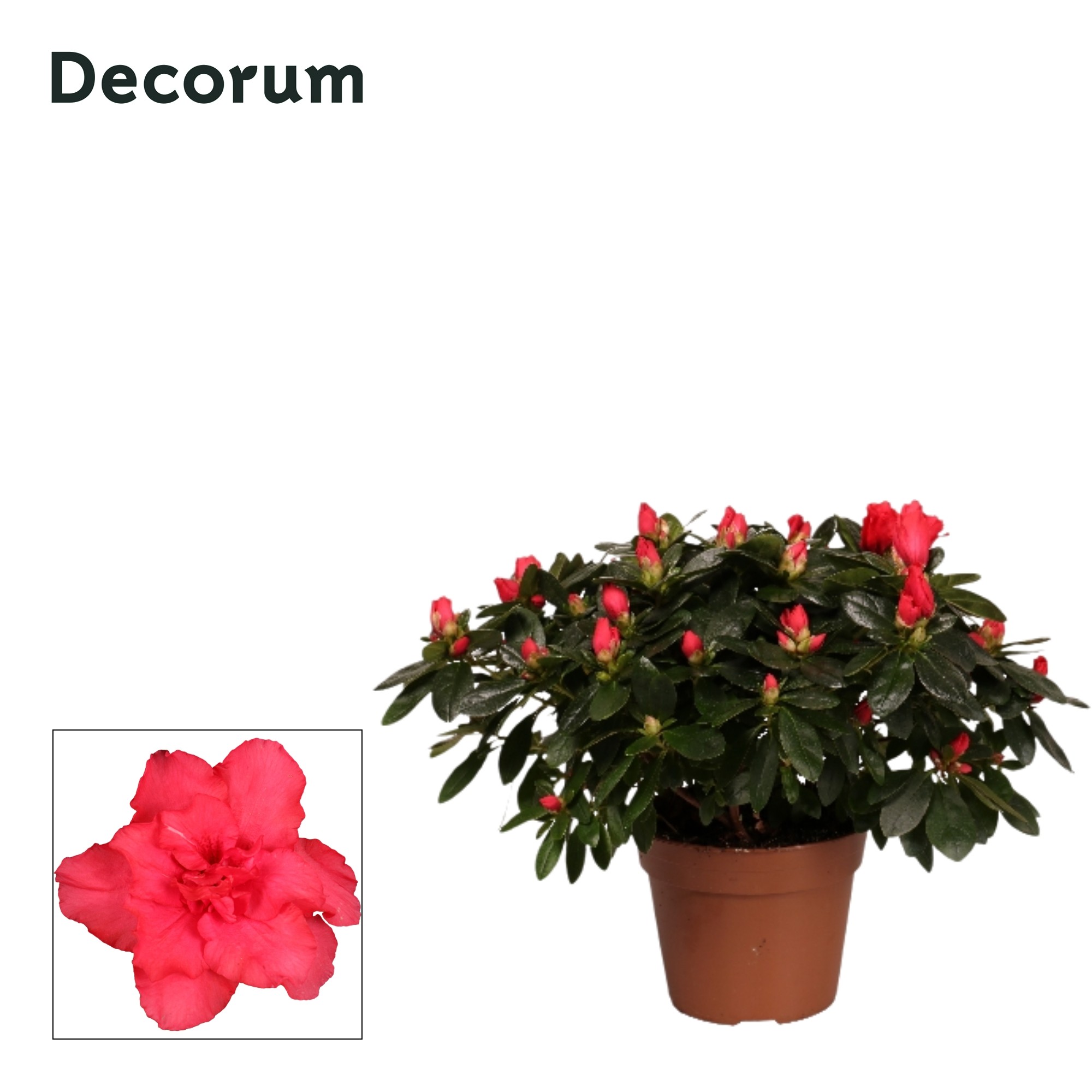 Azalea 'rood' 30 - 32 cm Decorum, D 14