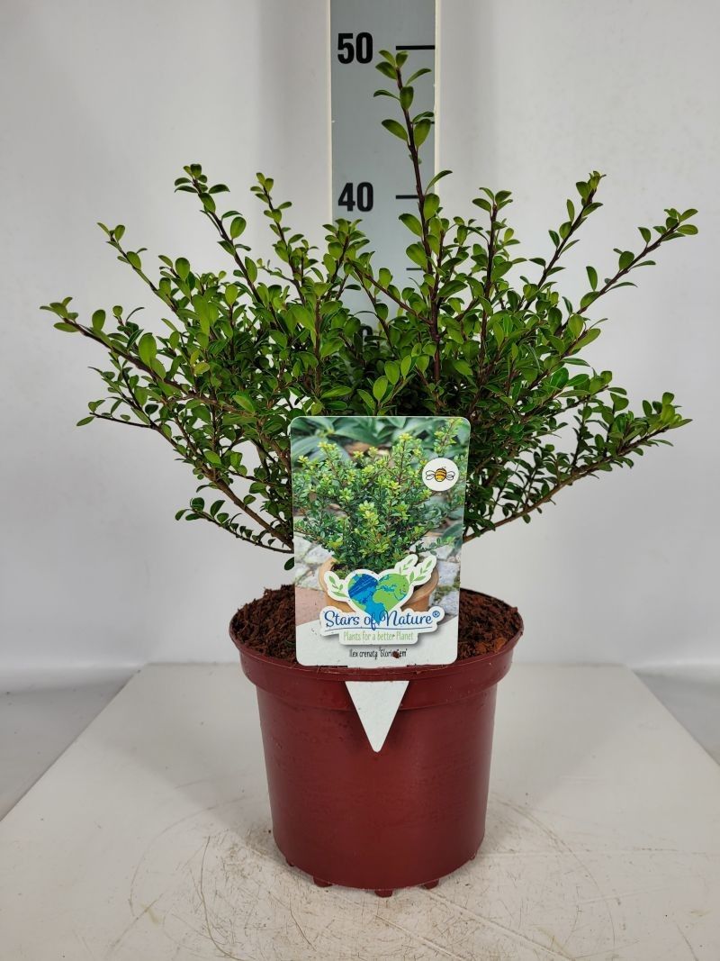Ilex crenata 'Glorie Gem' C2 20-25, D 17