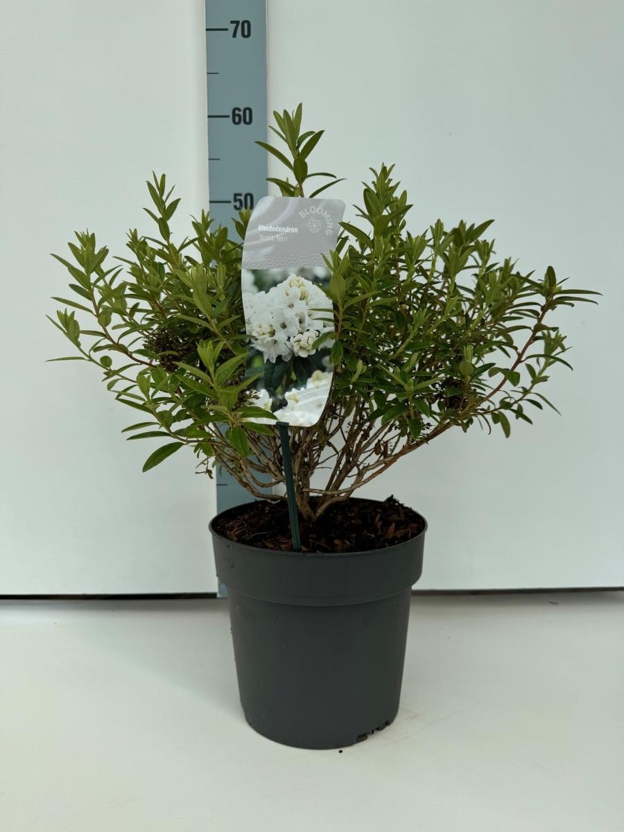Rhododendron 'Arctic Tern', D 21