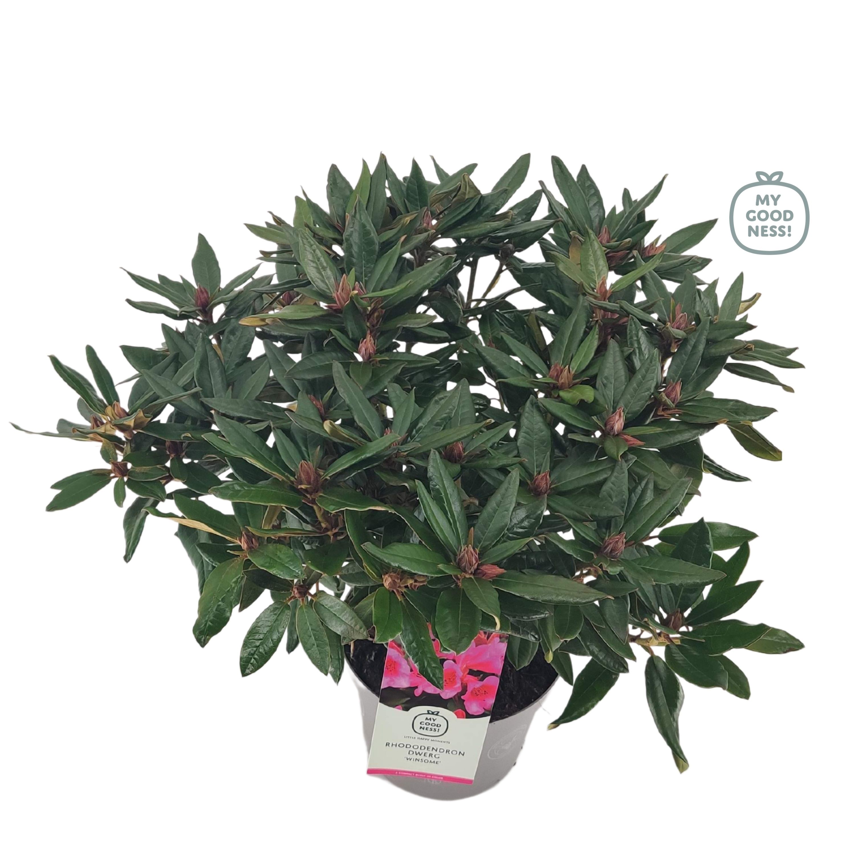 Rhododendron 30-40 /4 liter 'Winsome' dwerg, D 21