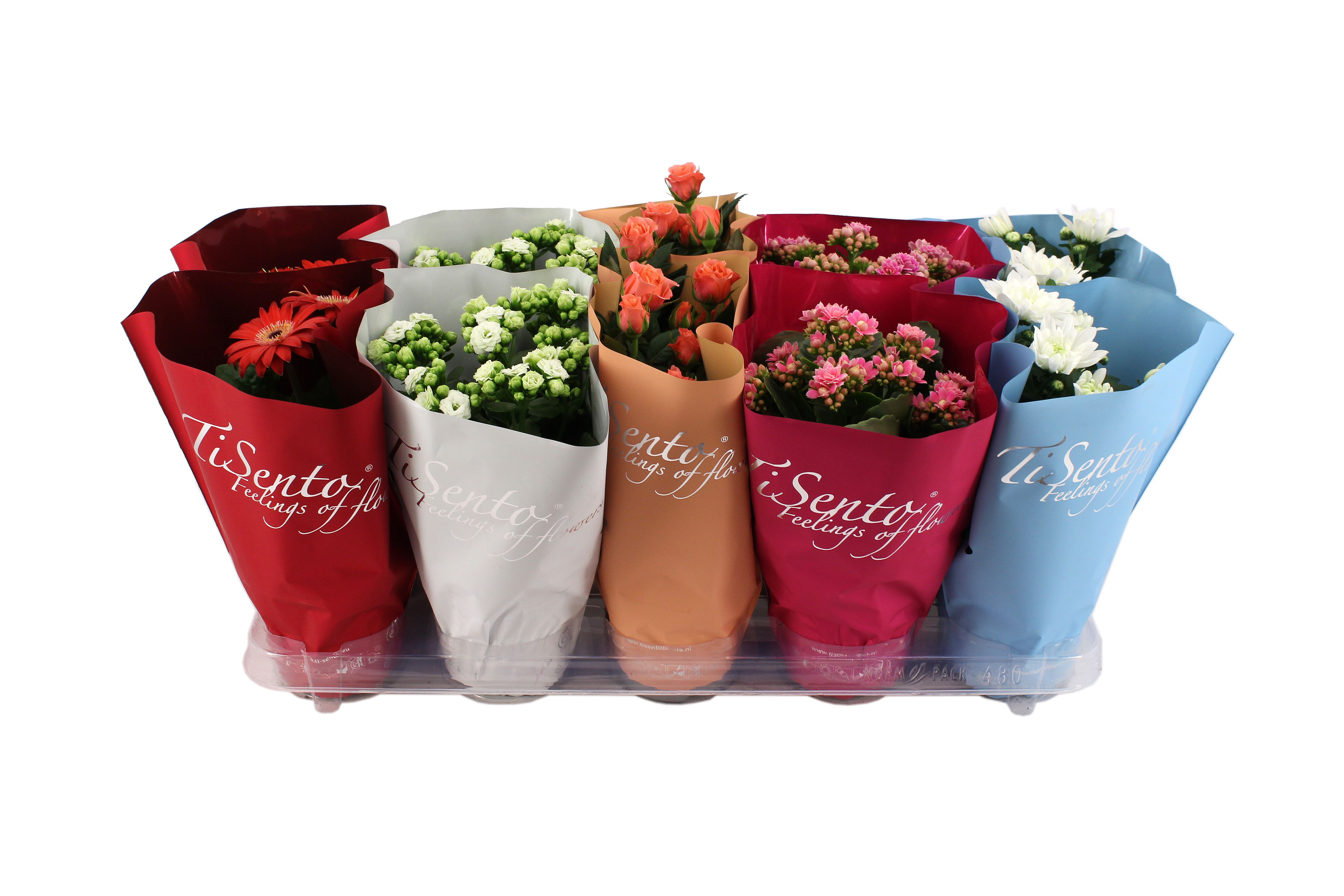 Bloeimix 12 cm | Najaar, D 12