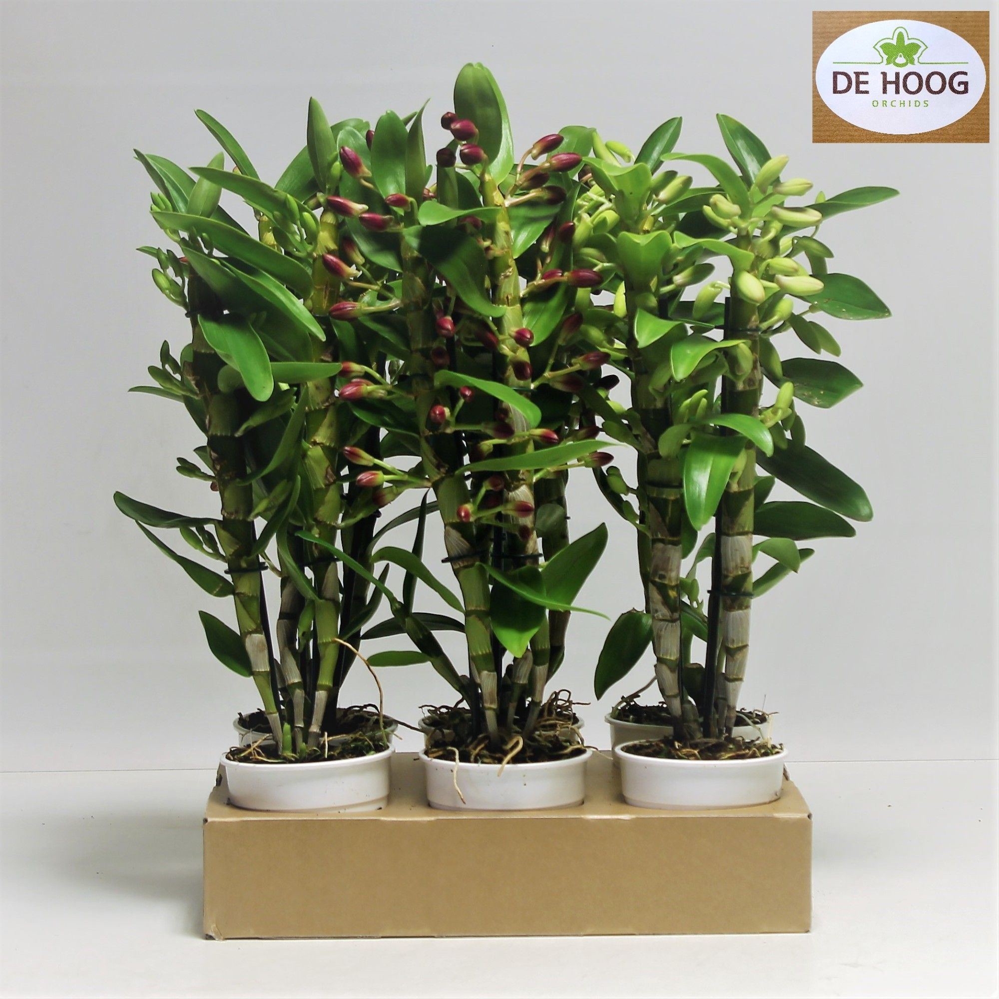 Dendrobium Nobile Mix 2 stam 10+ tros DE Hoog Ecotray, D 12
