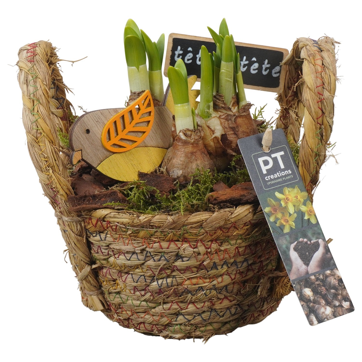 PTN8611 Arrangement Narcissus in rieten mand, D 15