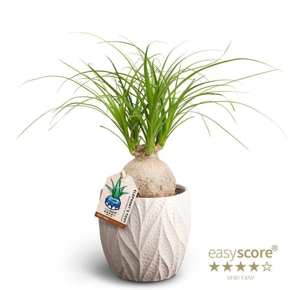 BEAUCARNEA RECURVATA 41103037 Leaf Sand Beaucarnea, D 12