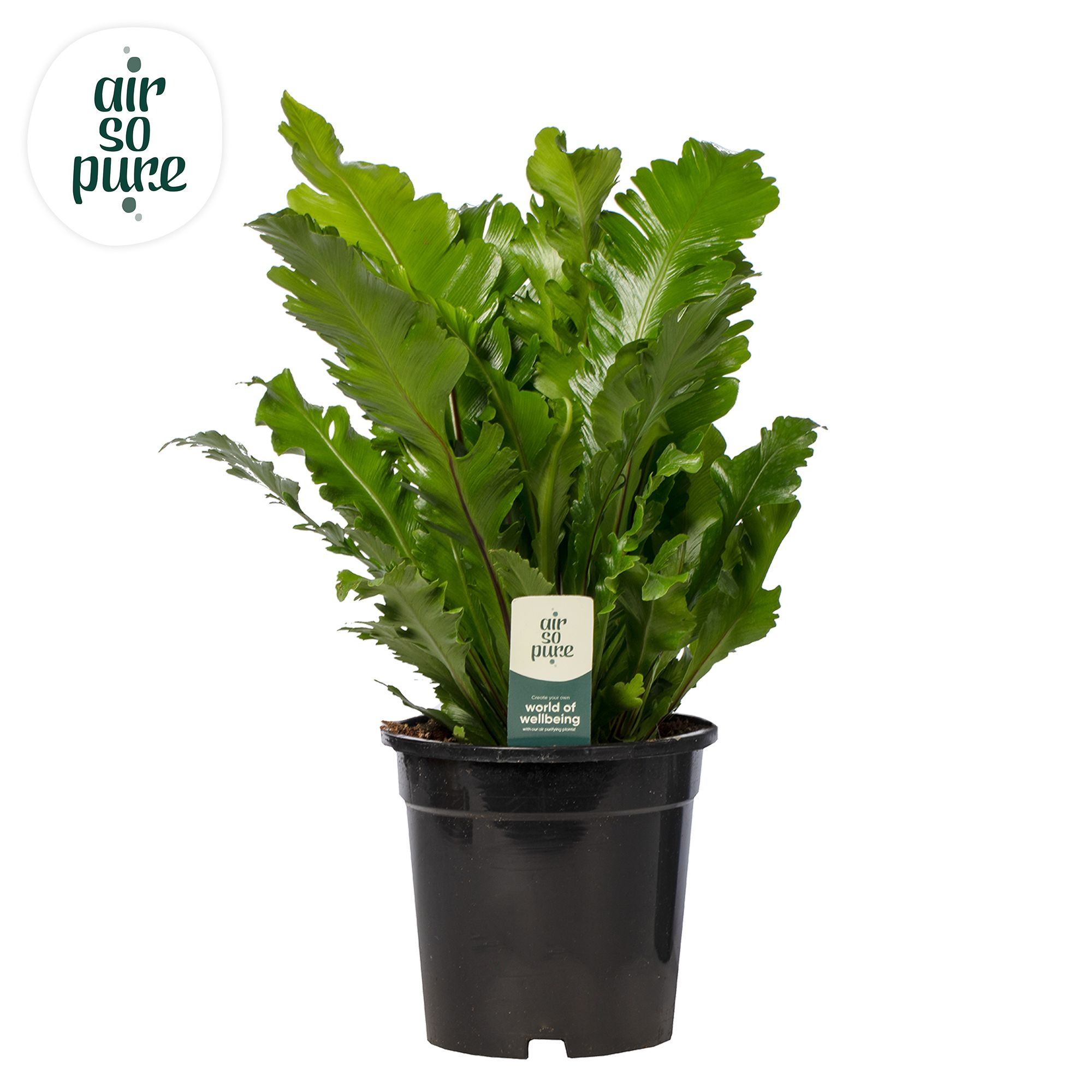 Asplenium Campio - Air So Pure, D 17