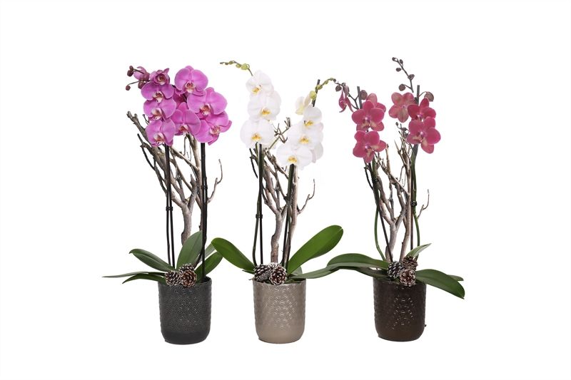 Vera p12 symmetric mix Phal mix 2T14+, D 12