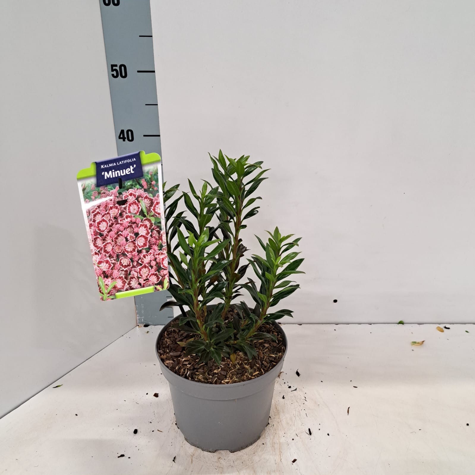 Kalmia lat. 'Minuet', D 19