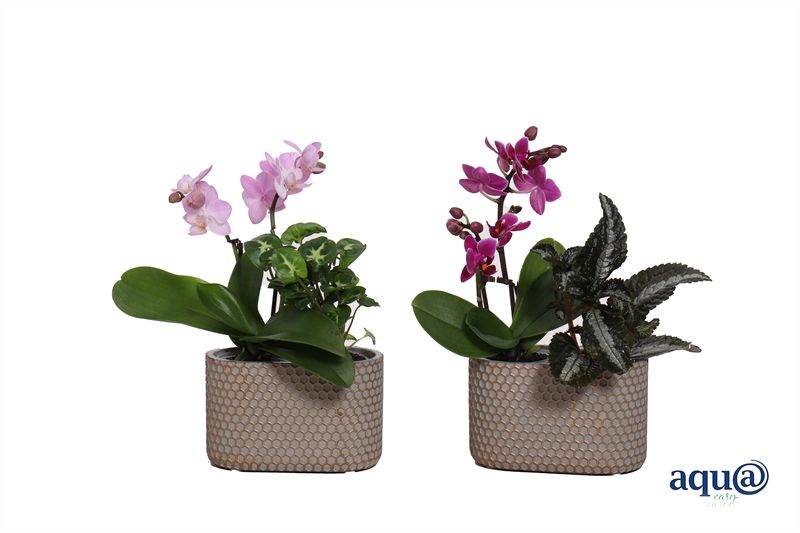 Betonpot ovaal Joyce p14x08 Phal Tiny Dolls 2T10+ met Baby Green + Aqu@, D 14