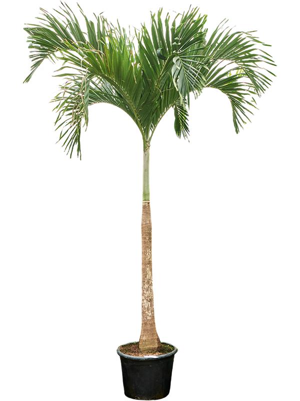 Veitchia (Adonidia) merrillii (400-450), D 45