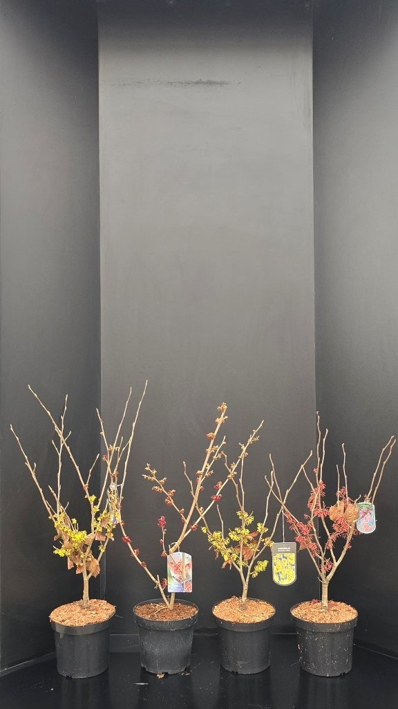 Hamamelis intermedia in soorten, D 26