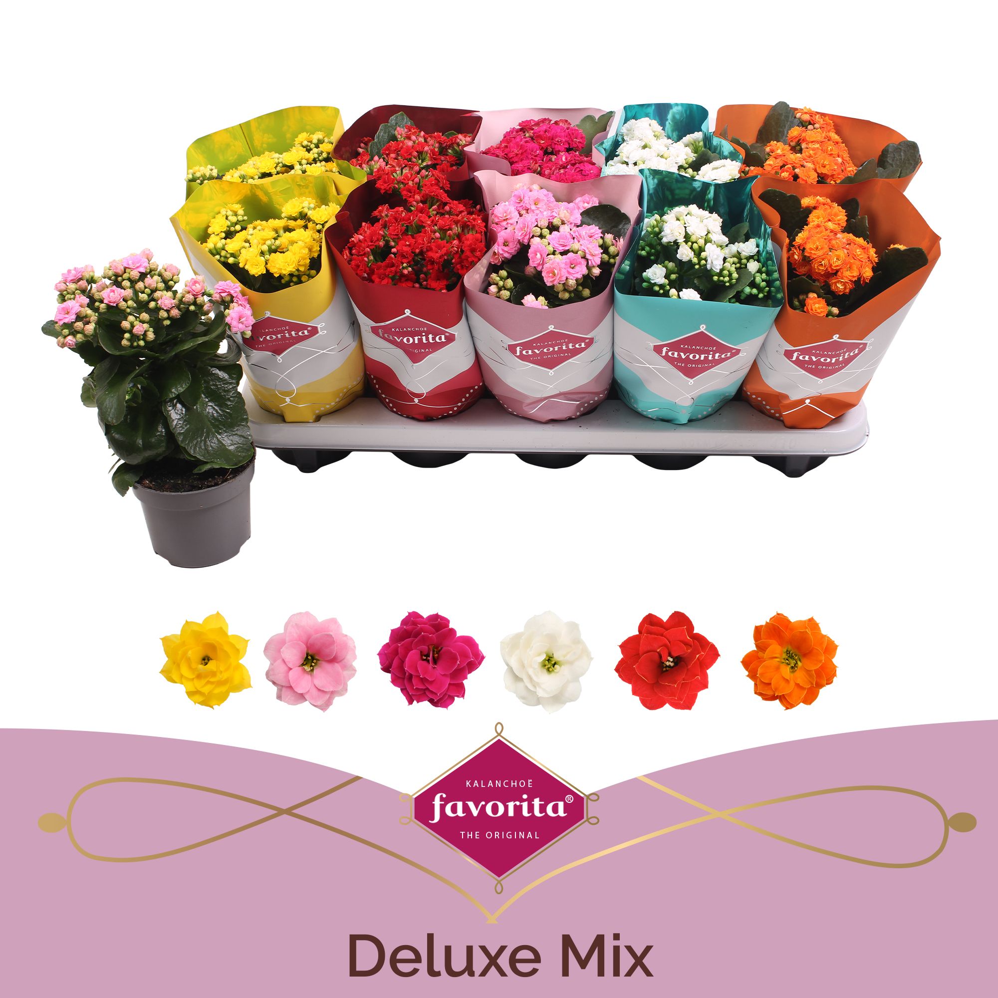 Kalanchoe Double Deluxe Mix stadium 2, D 10,5