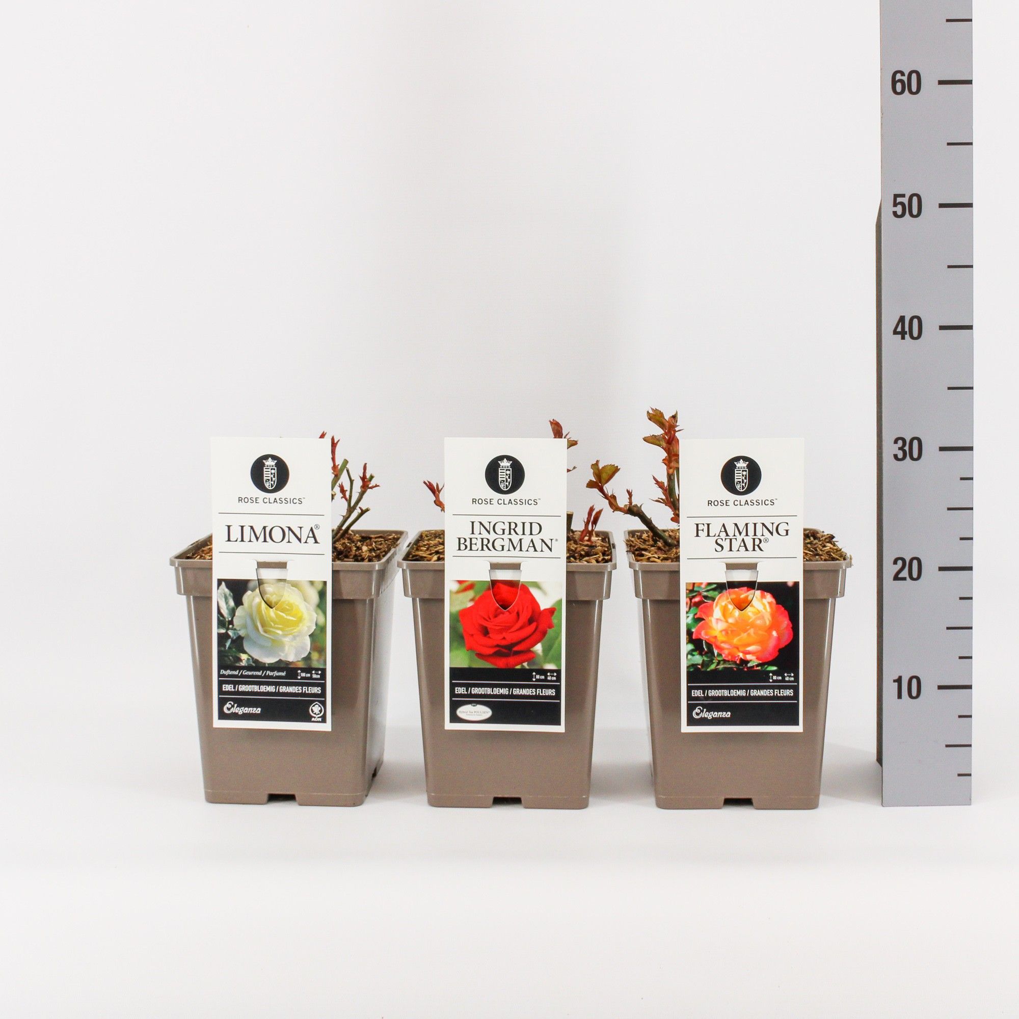 Rose Classics grootbloemig (TH) mix, C5, D 23