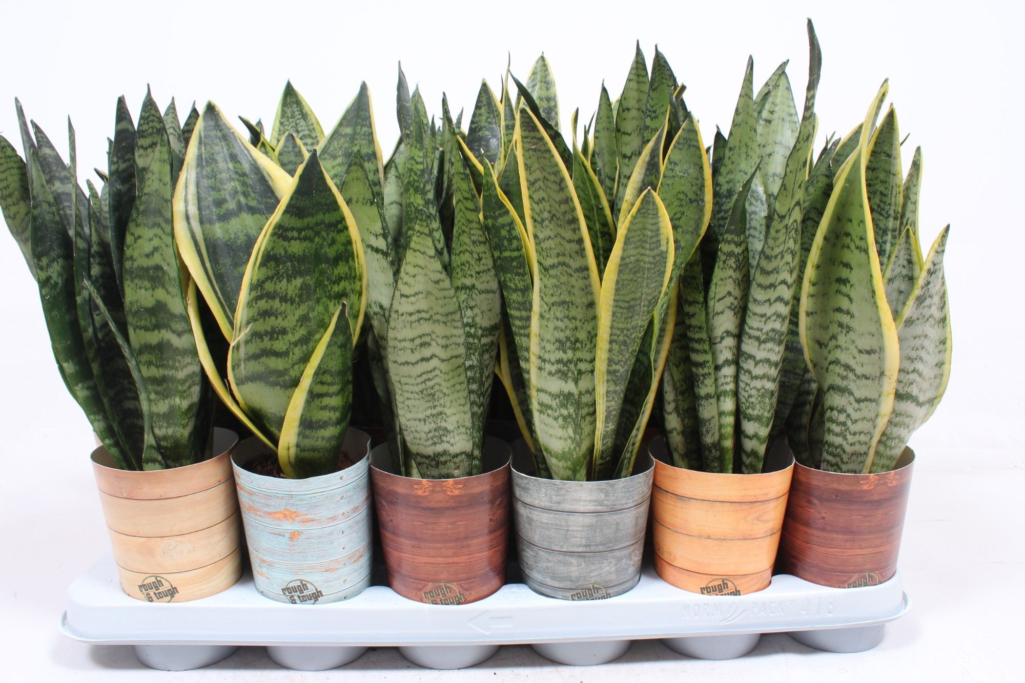Sansevieria mix in Rough & Tough cup, D 9