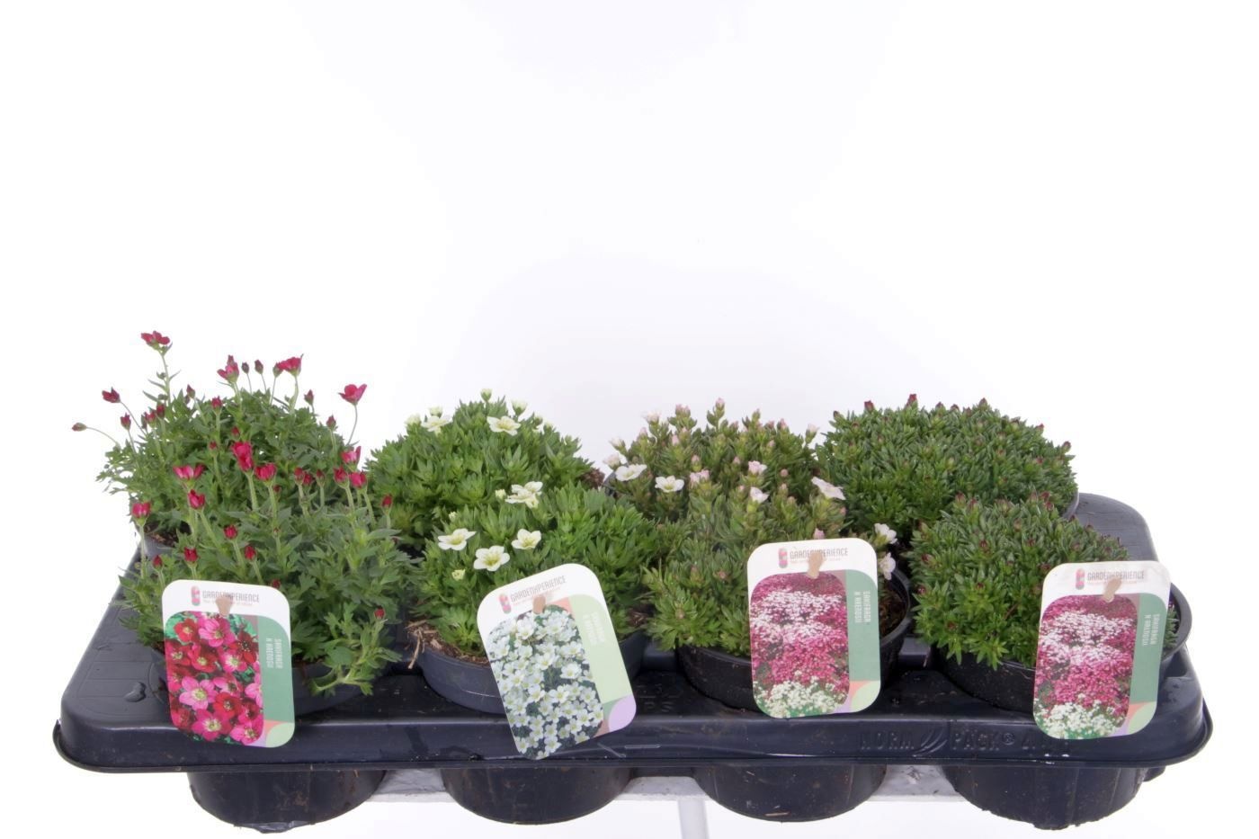 Saxifraga mix in tray, D 13