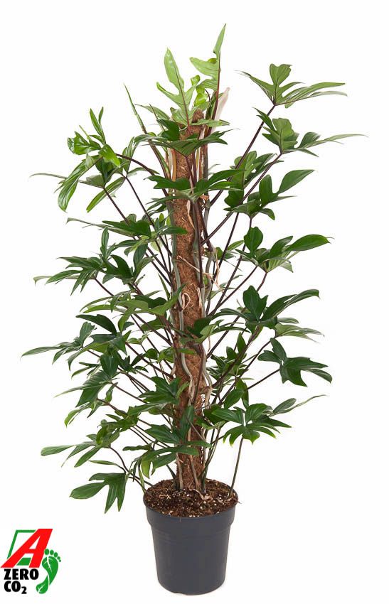 Philodendron Pedatum mosstok P24 (NO GAP), D 24