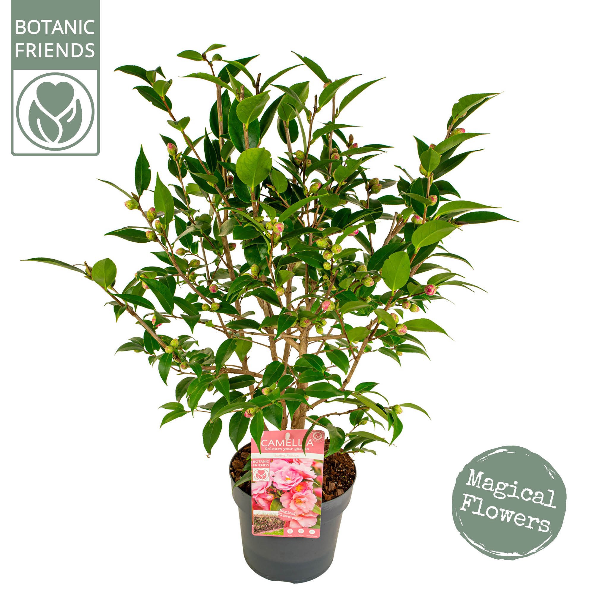 Camellia jap. 'Spring Festival' Premium, D 19