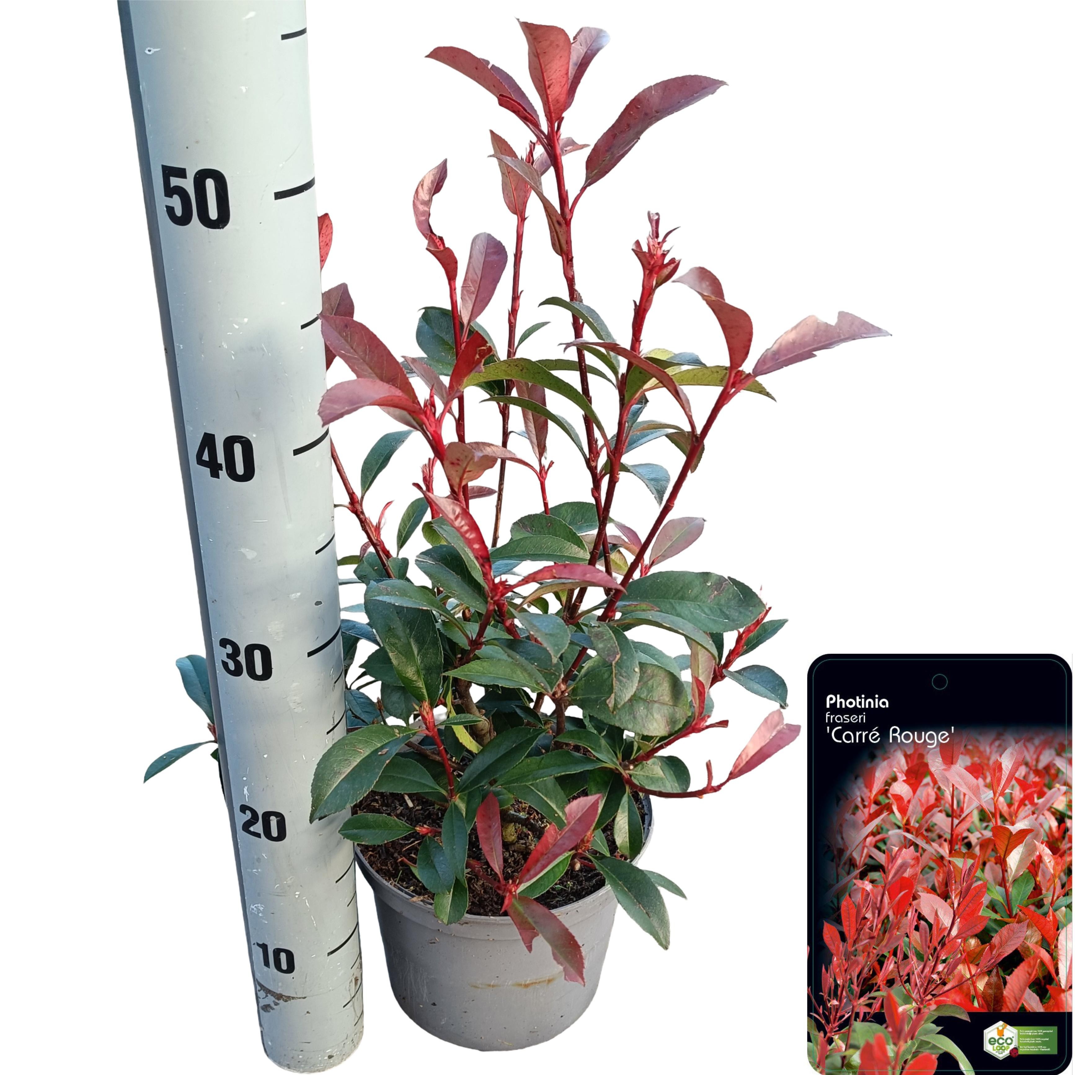 Photinia fraseri 'Carré Rouge' C2.5, D 18